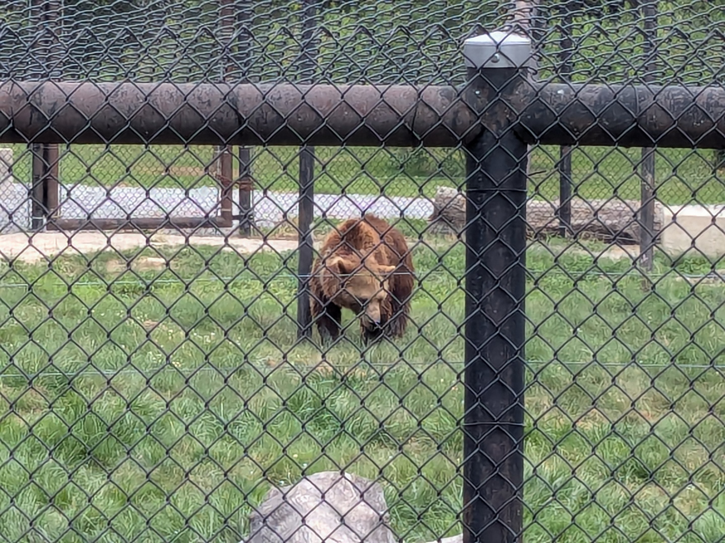 Mbali Outpost - Brown bear