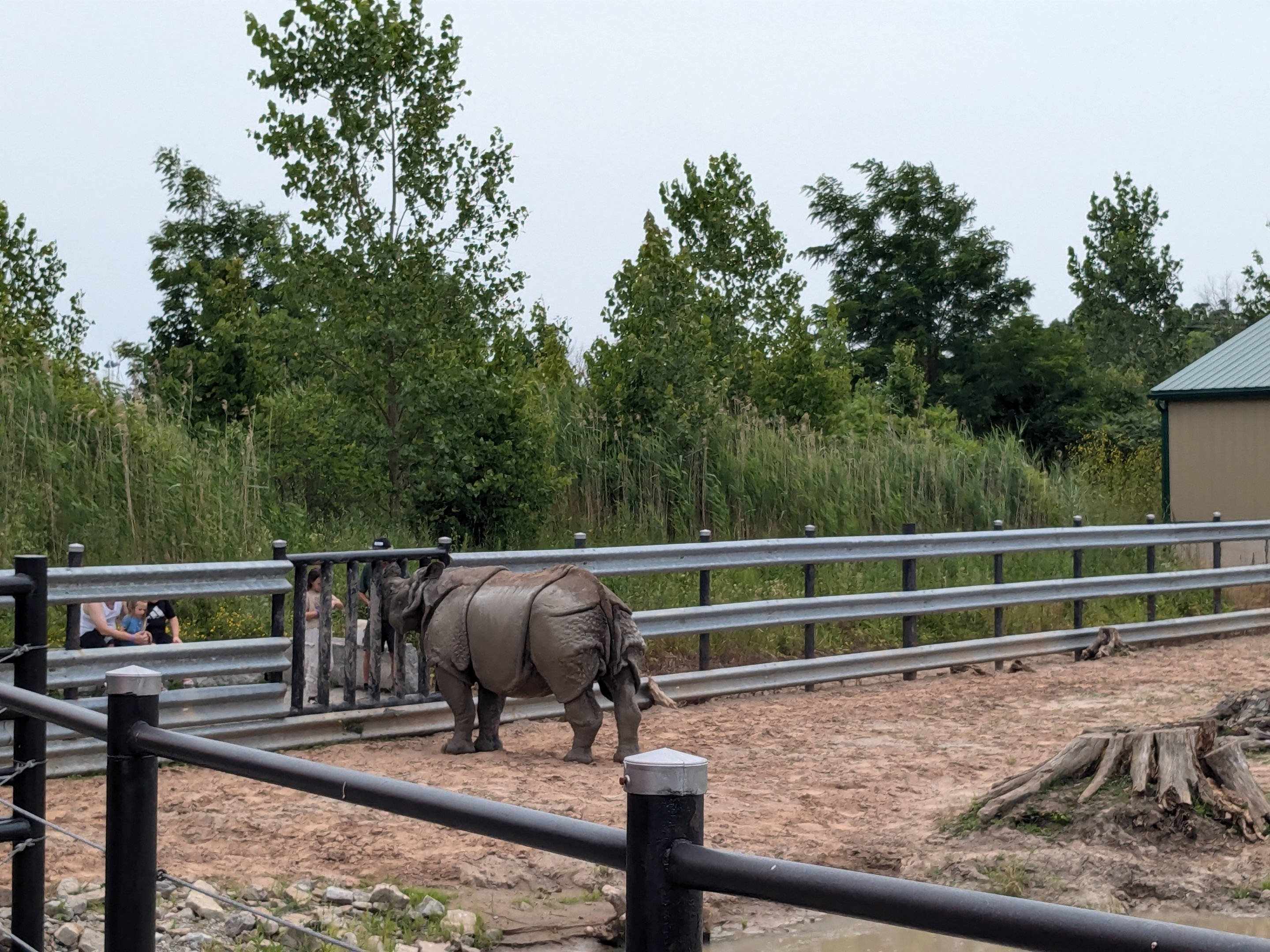 Mbali Outpost - Indian rhino