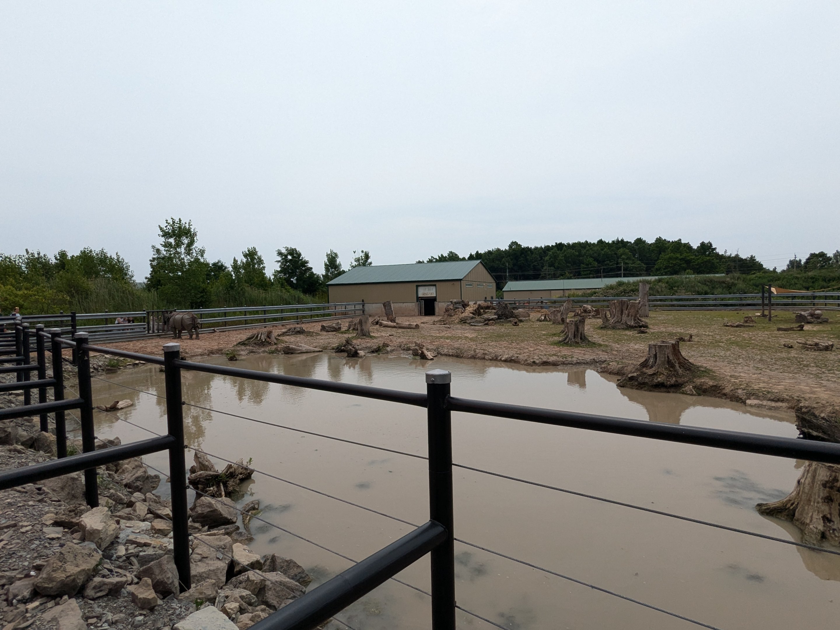 Mbali Outpost - Indian rhino