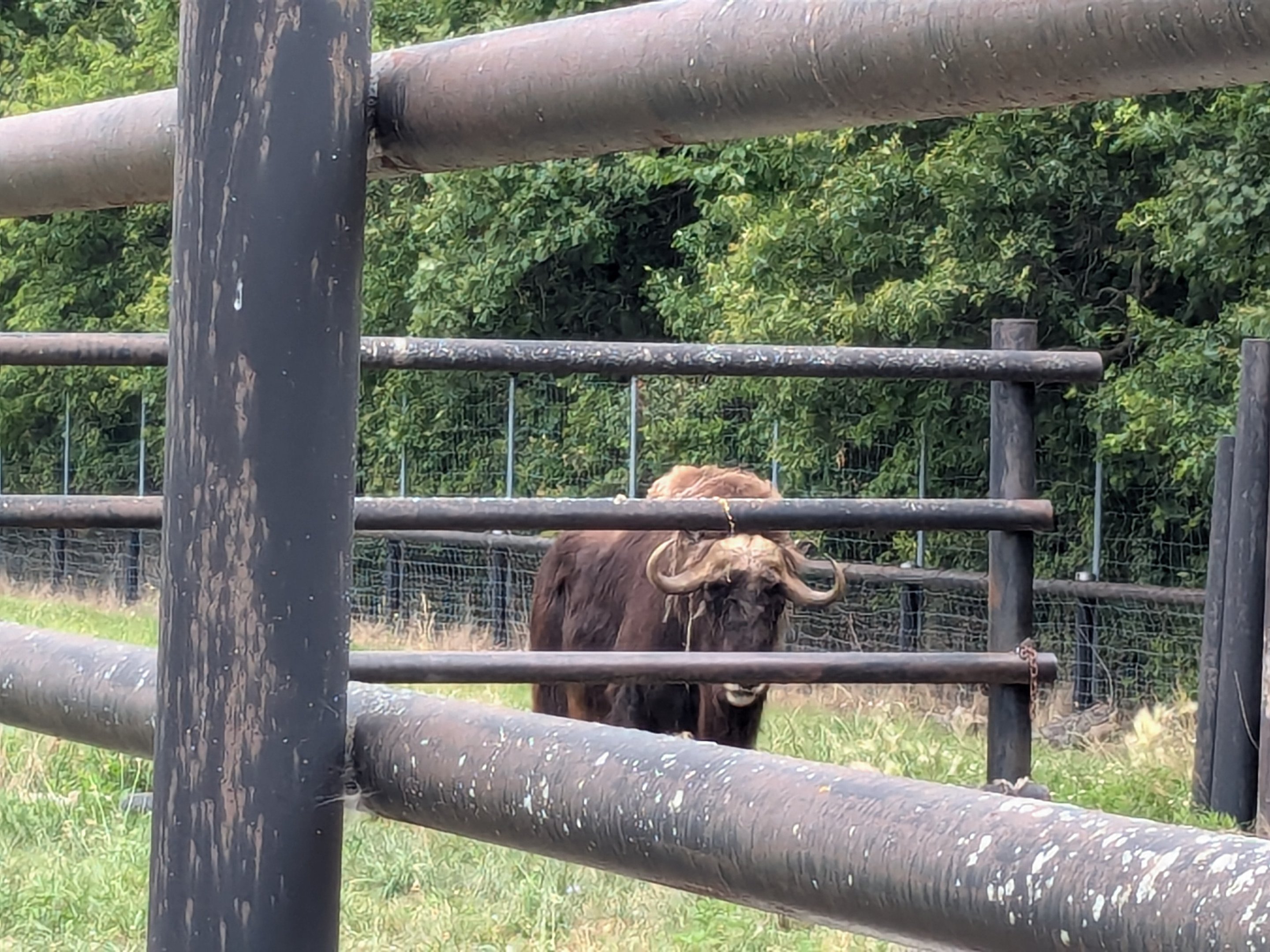 Mbali Outpost - Musk Oxen