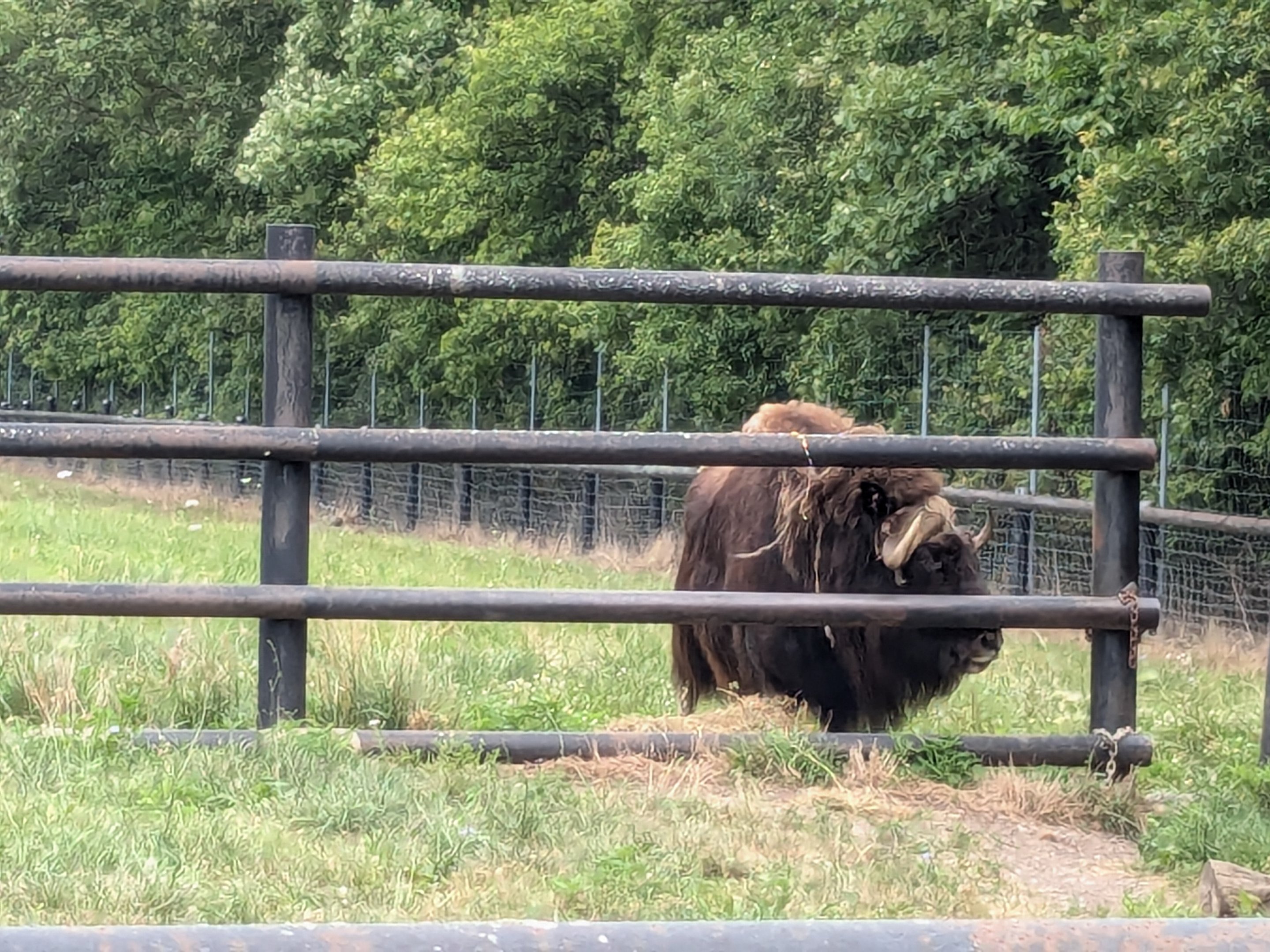 Mbali Outpost - Musk Oxen