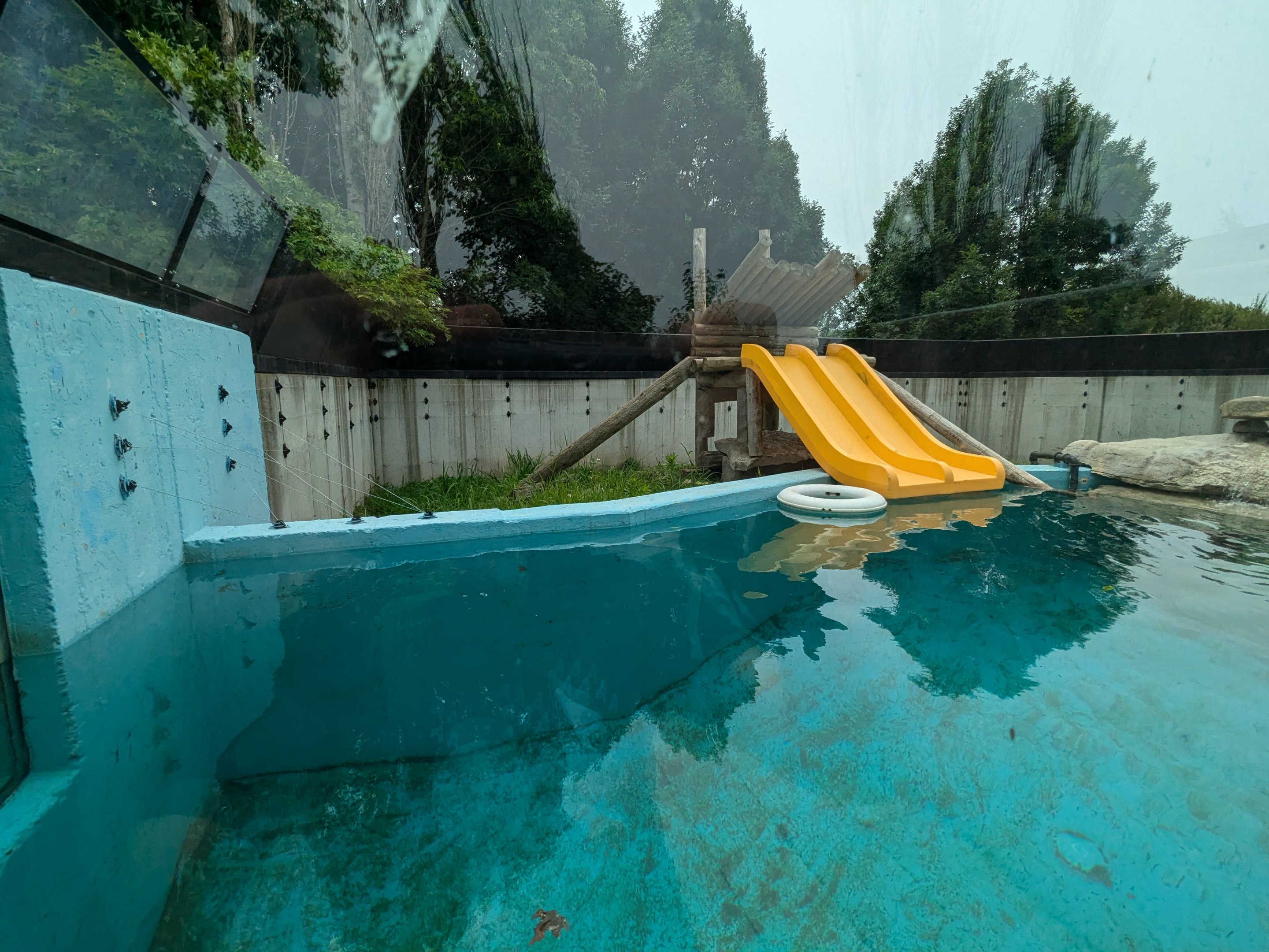 Mbali Outpost - North American river otter