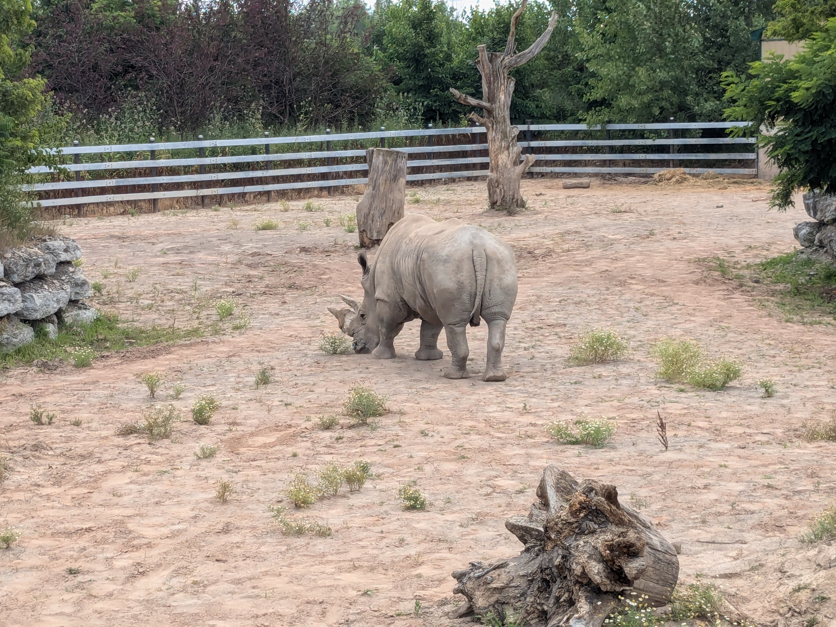 Mbali Outpost - White rhino