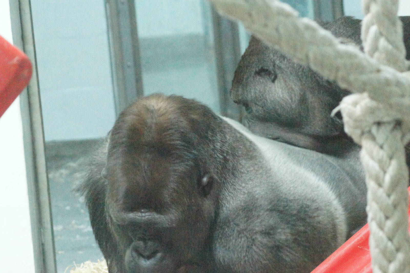 Mbeli and Kibali playing