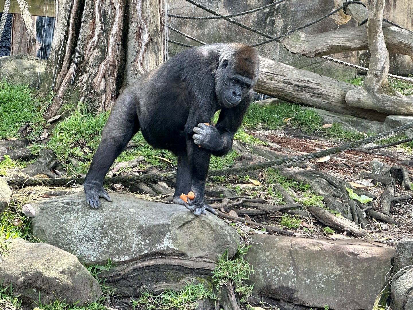Mbeli (Western Lowland Gorilla)