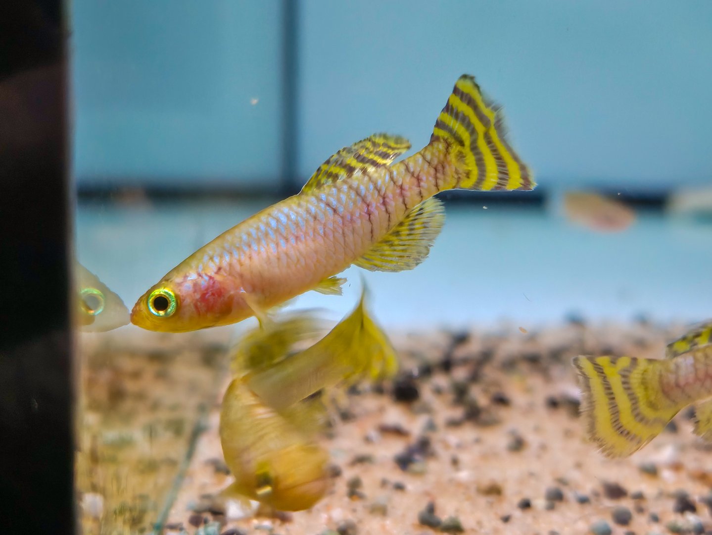 Mbezi Golden Killifish (Nothobranchius ruudwildekampi)