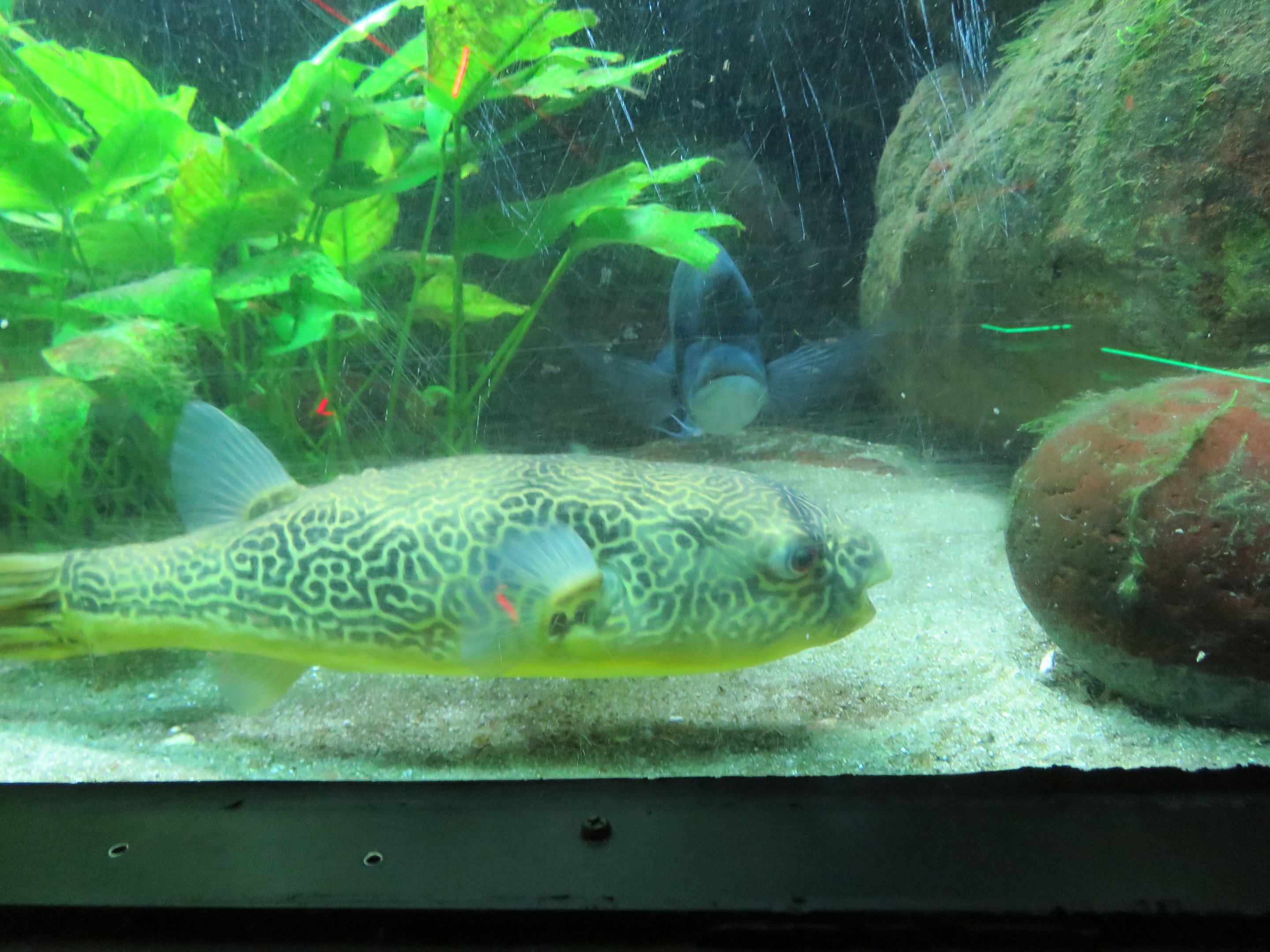Mbu Puffer and Humphead Cichlid
