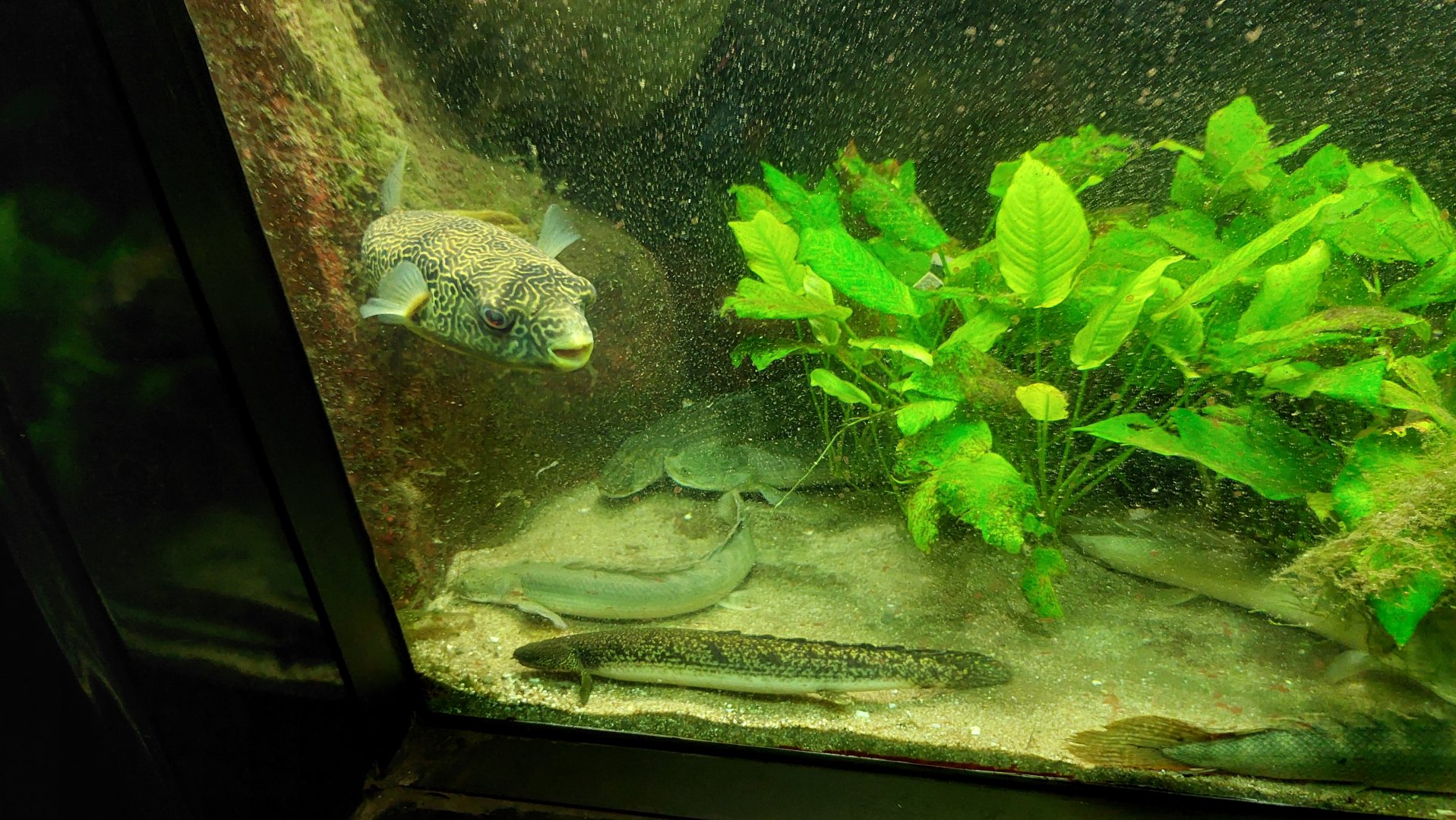 Mbu puffer, Ornate and Cuvier's Bichir