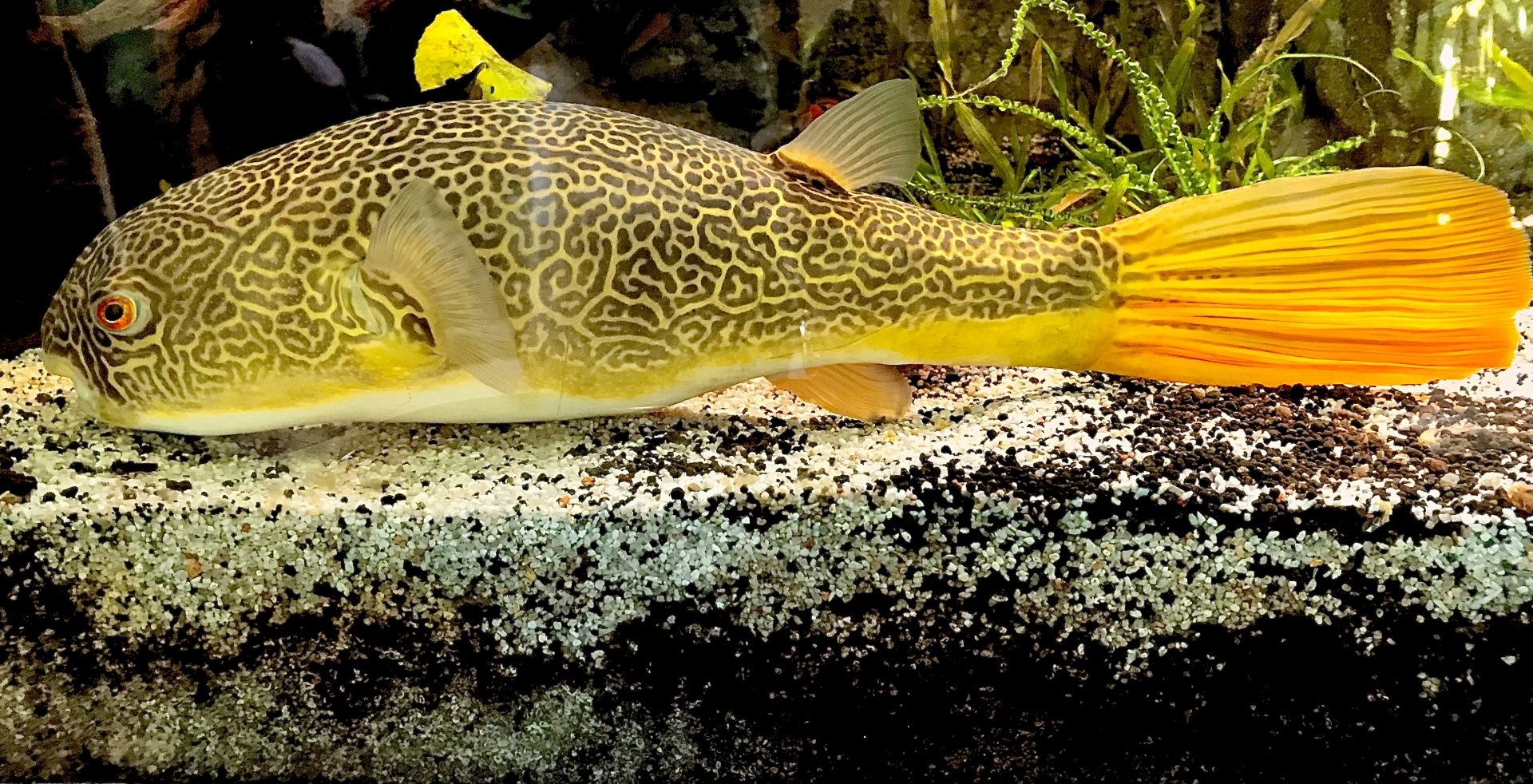 Mbu Puffer (Tetraodon mbu)