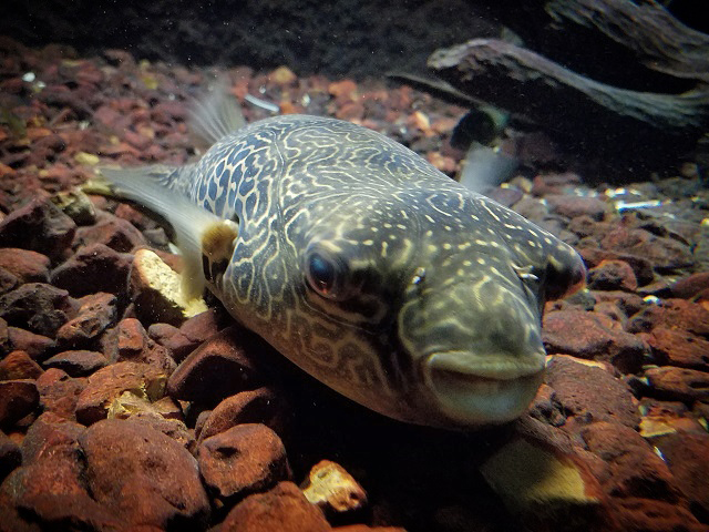 Mbu Puffer