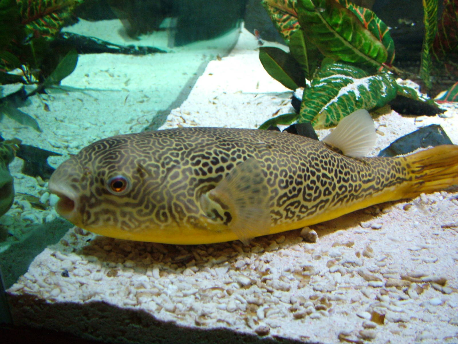 Mbu Pufferfish at Brighton SeaLife Centre 13/03/10
