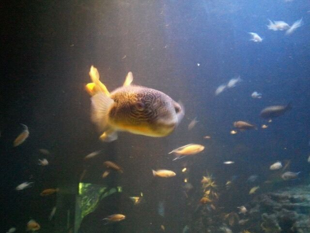 Mbu pufferfish