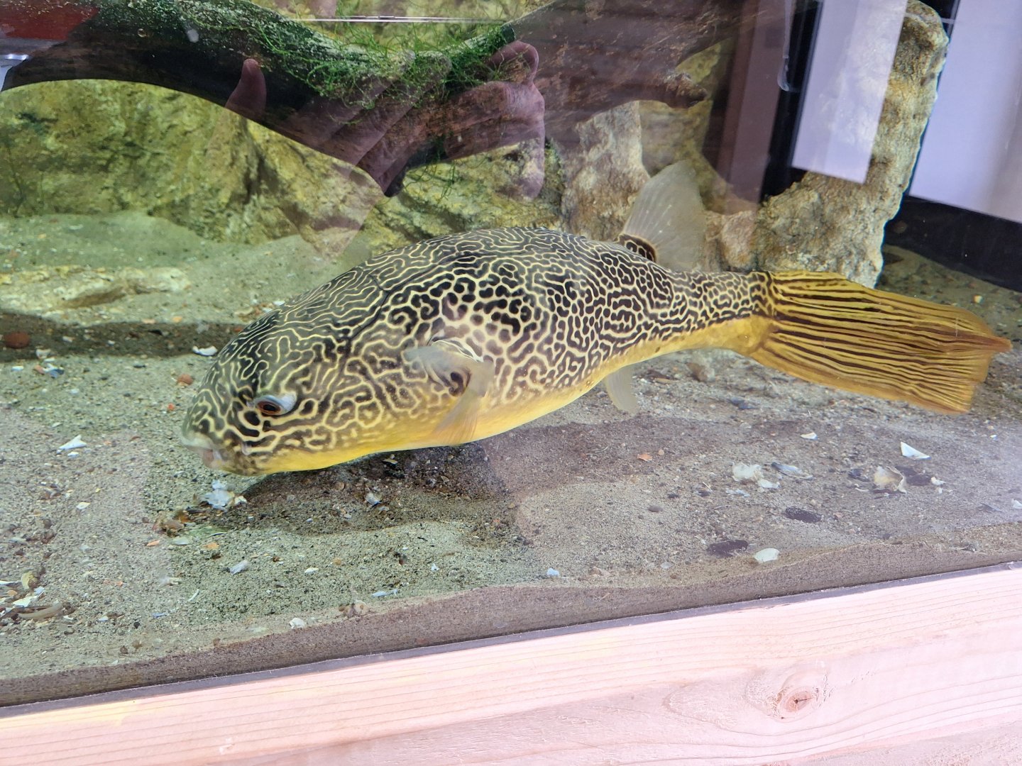 Mbu Pufferfish