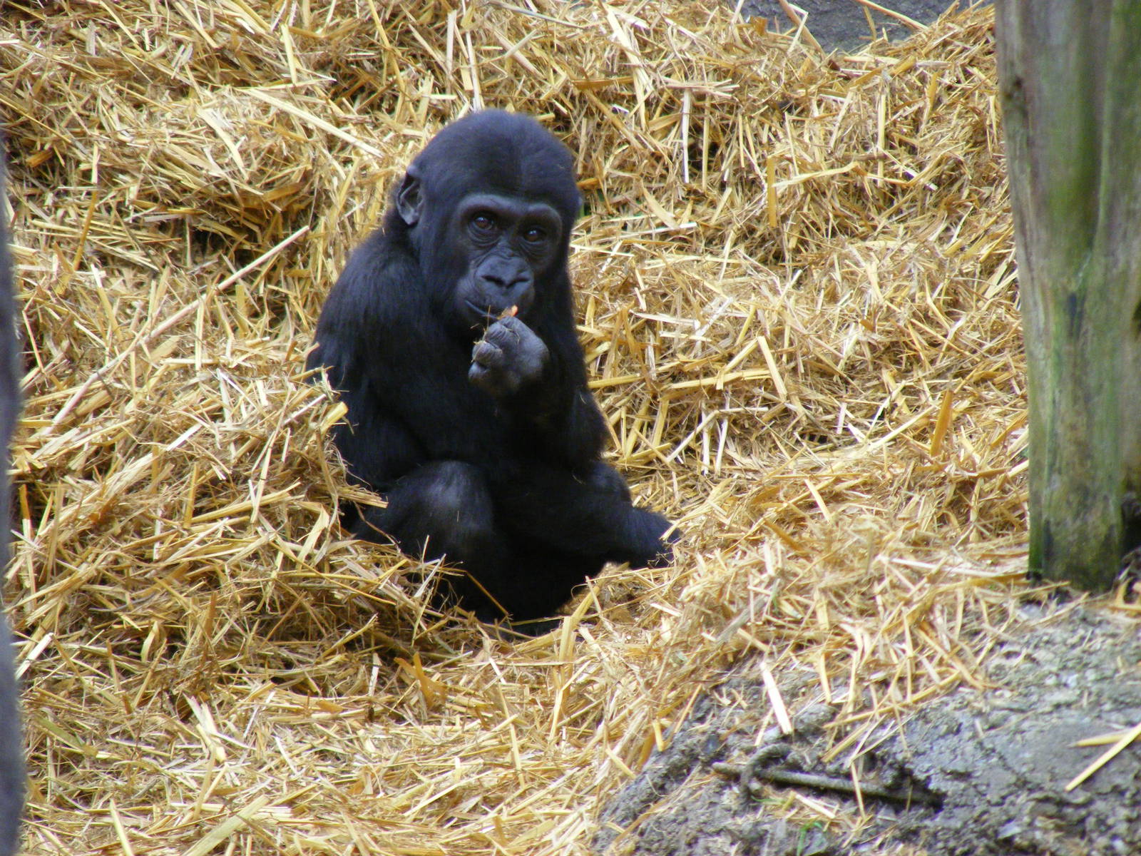 Mbula the gorilla at Chessington Zoo, 6 February 2011