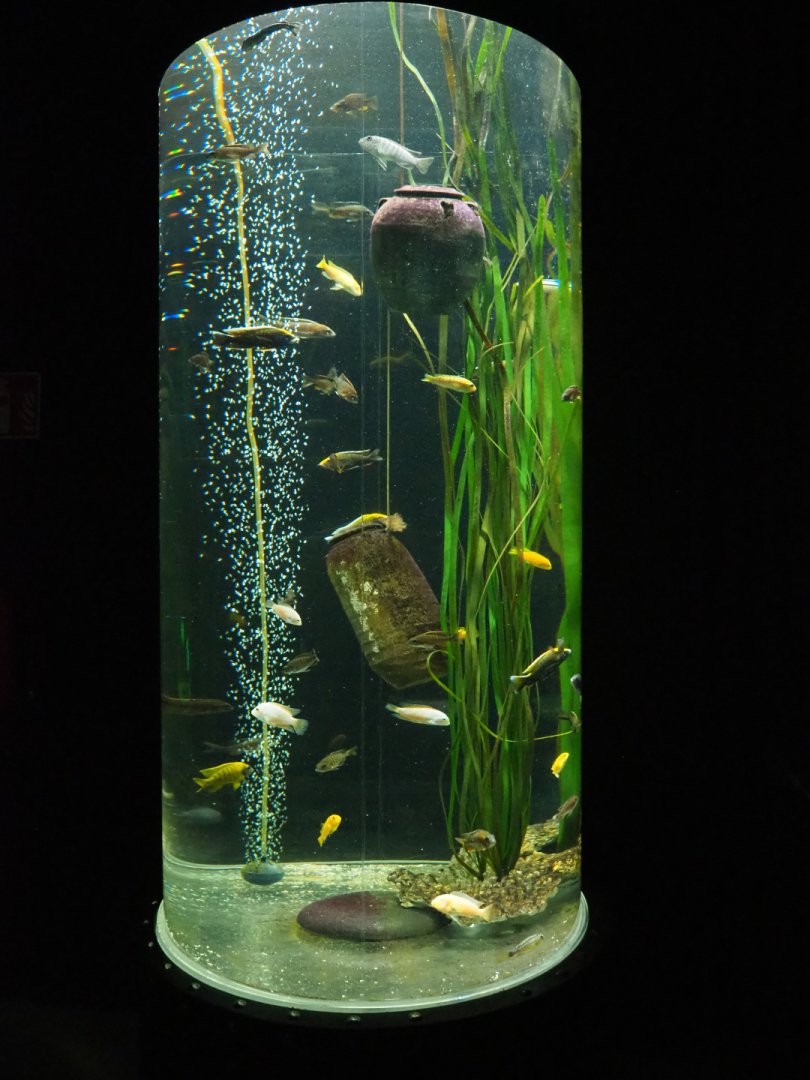 Mbuna cichlid cylinder tank, 2019-10-05