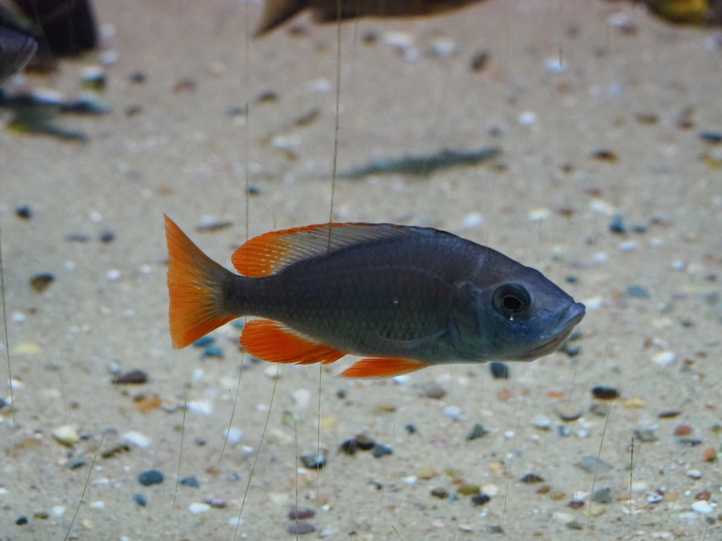 Mbuna/Malawi cichlid ID - Zoo Antwerpen, 2019-06-26