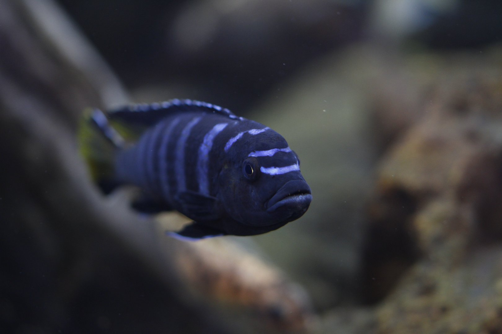 Mbuna (Pseudotropheus sp. [johannii?])