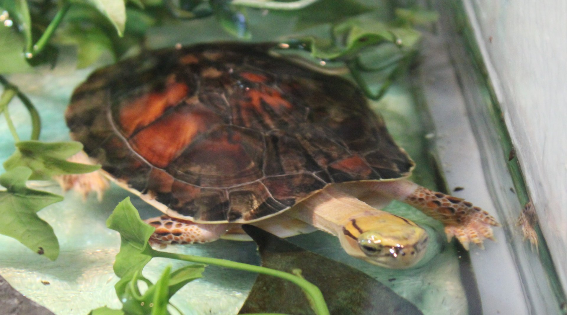 Mc Cord's box-turtle