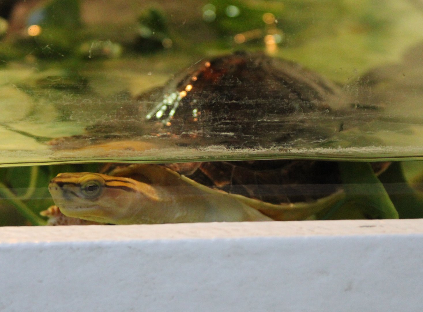 Mc Cord's box-turtle