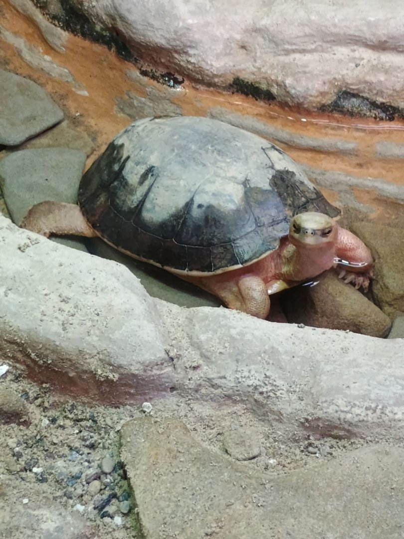 McCord's Box Turtle (7/6/24)