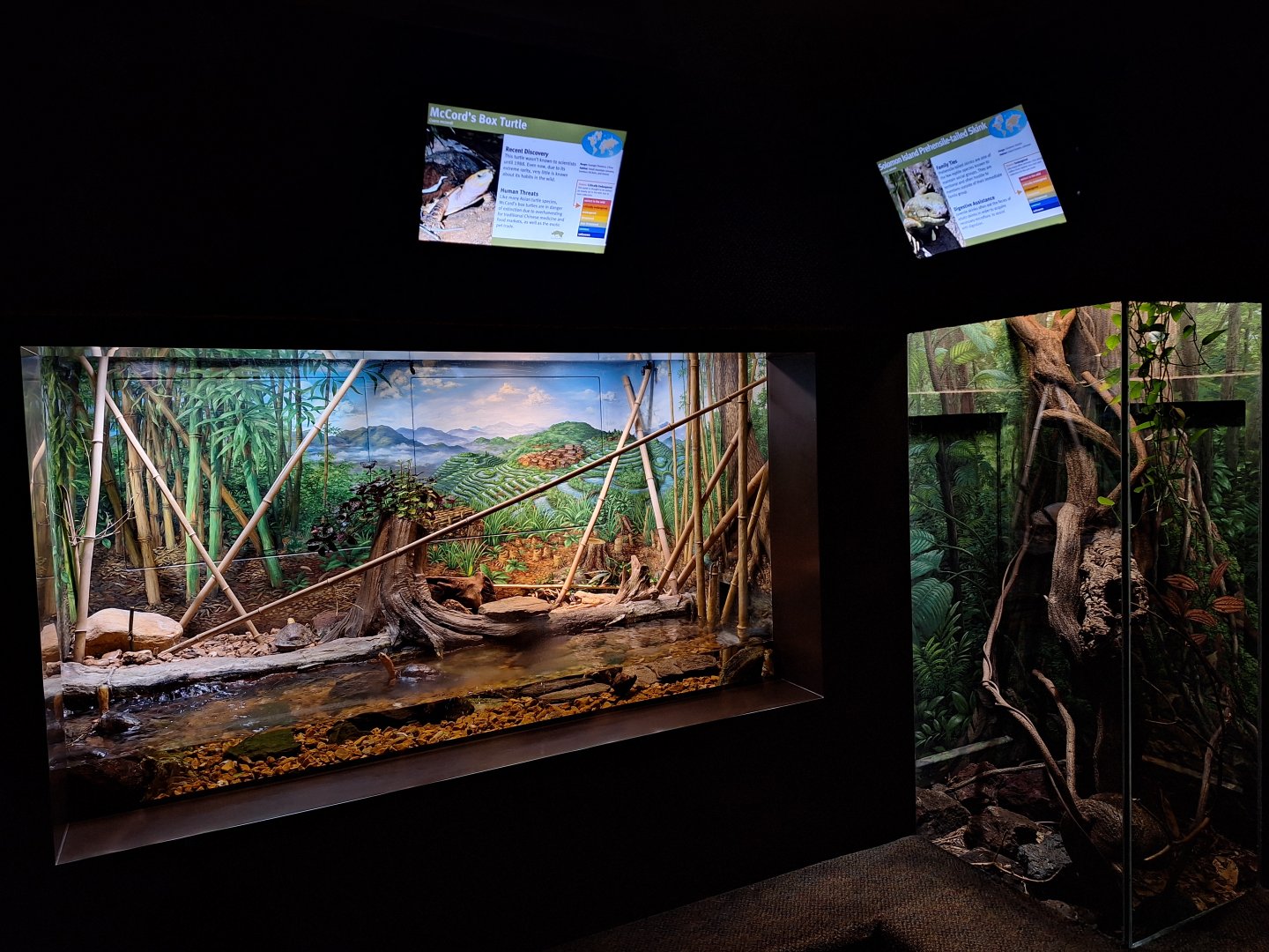 McCord's box turtle and Prehensile-tailed skink enclosures