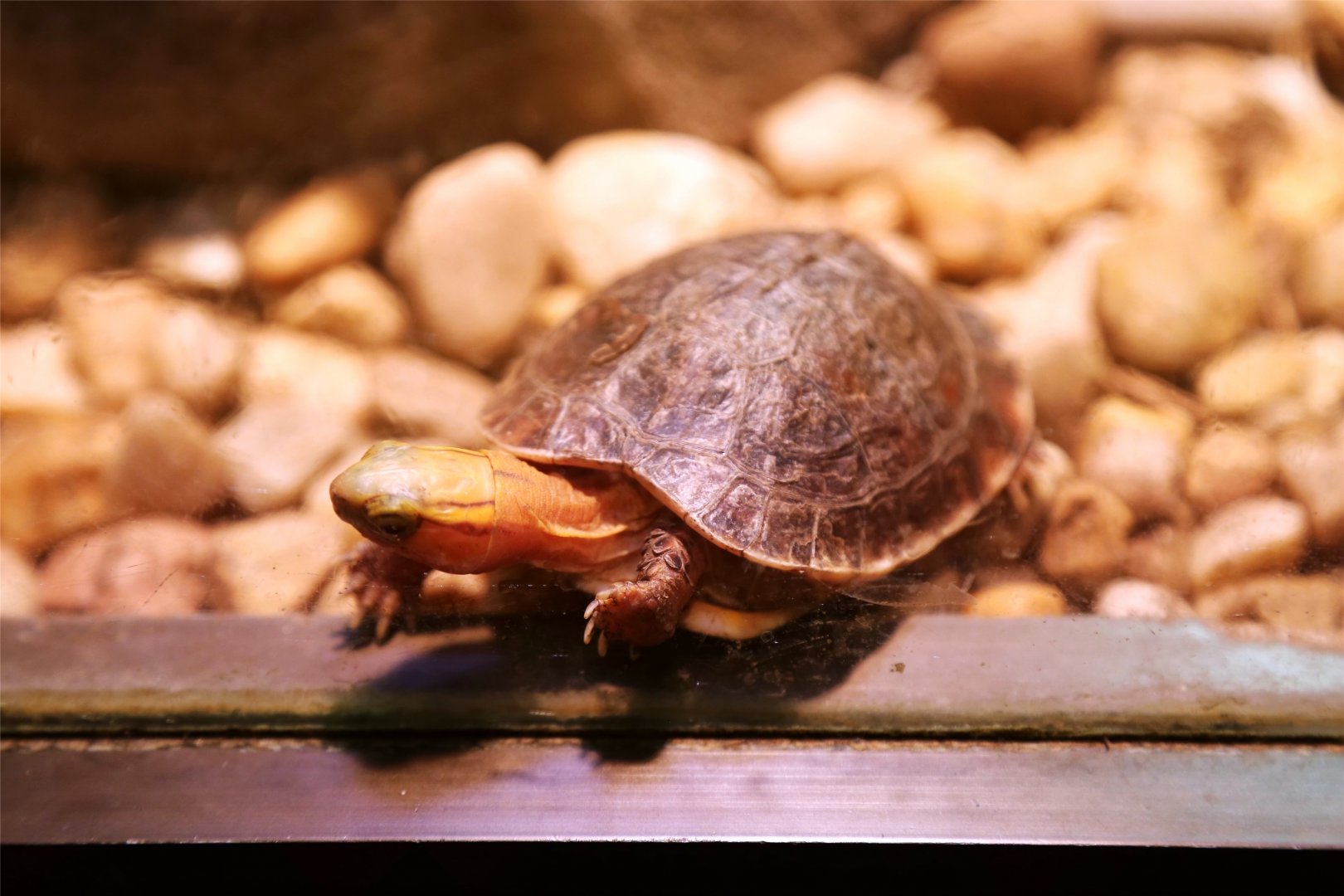 McCord's Box Turtle (Cuora mccordi)