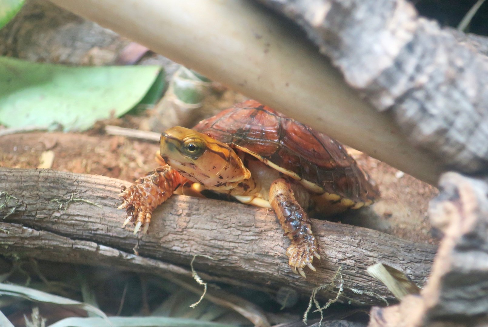 McCord's Box Turtle (Cuora mccordi)