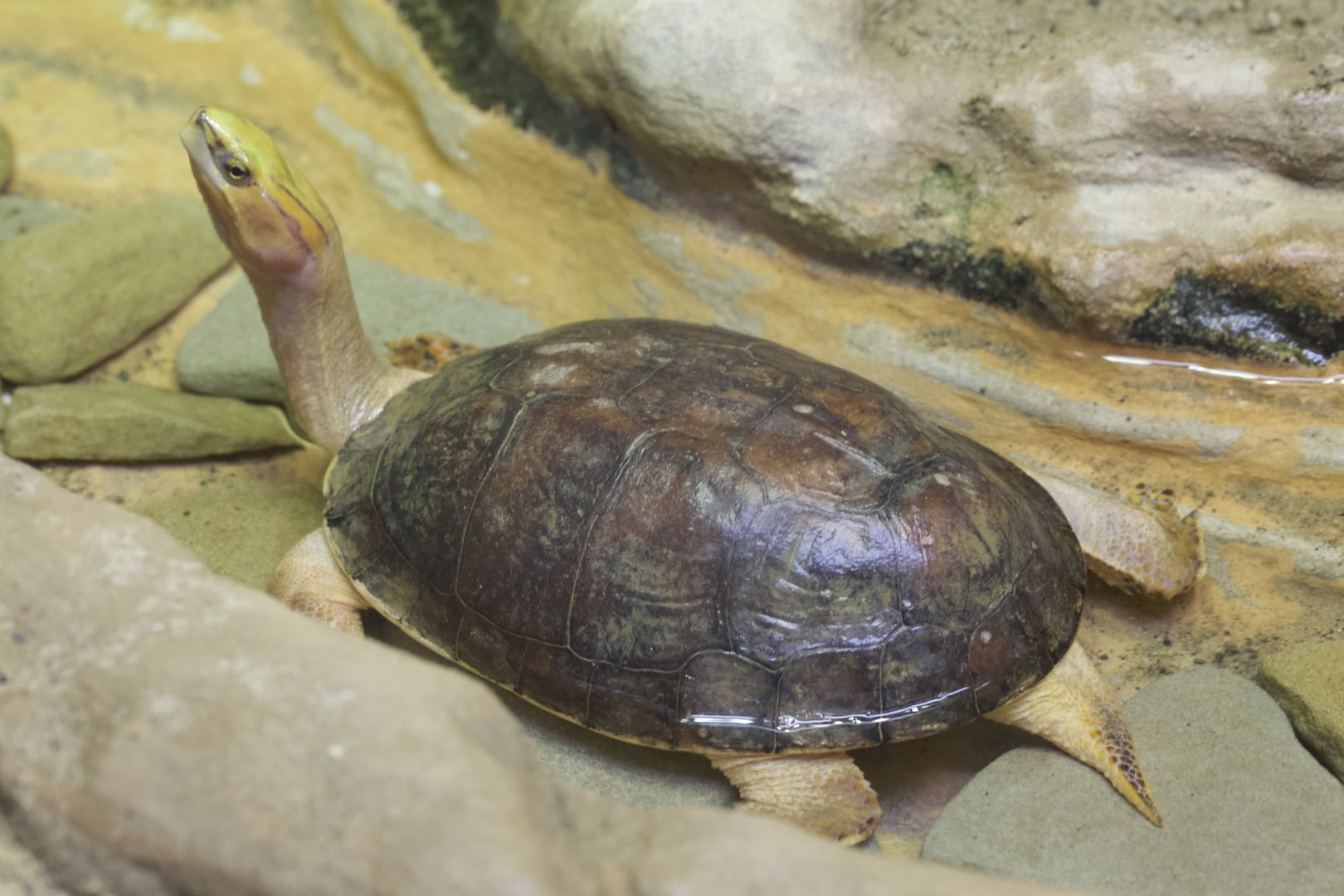 McCord's box turtle/ Cuora mccordi