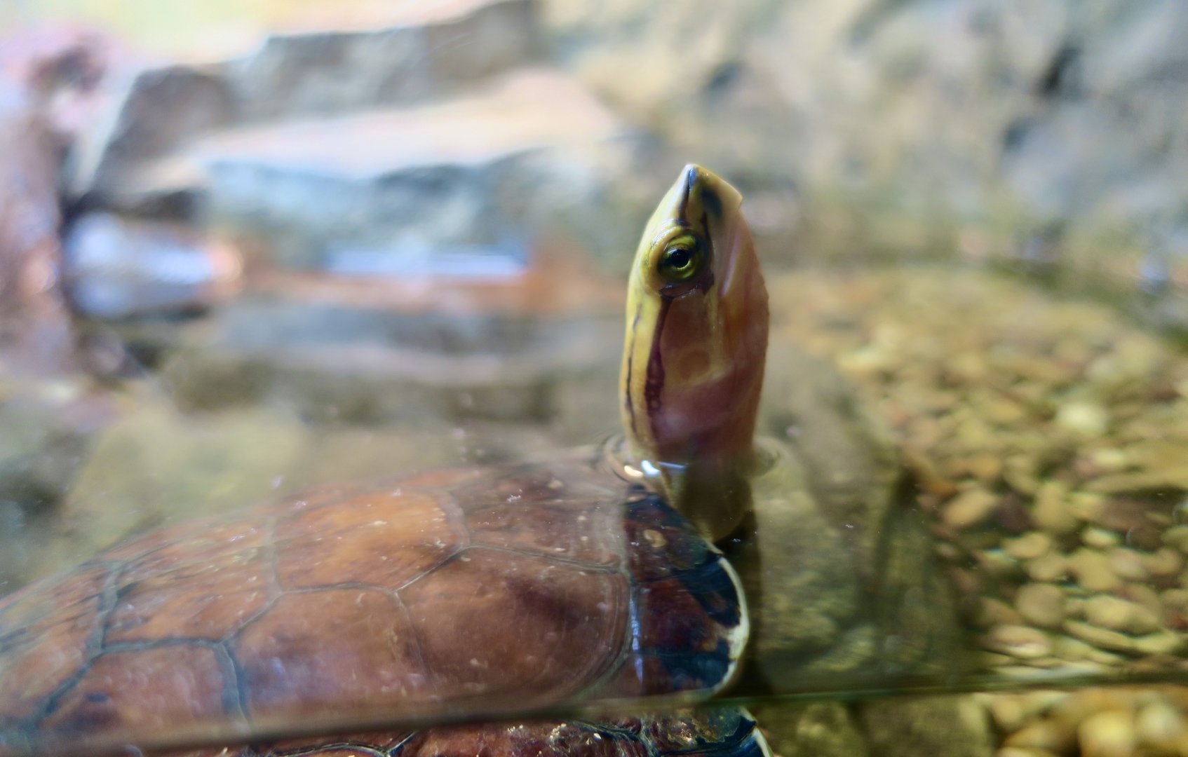 McCord's Box Turtle (Cuora mccordi)