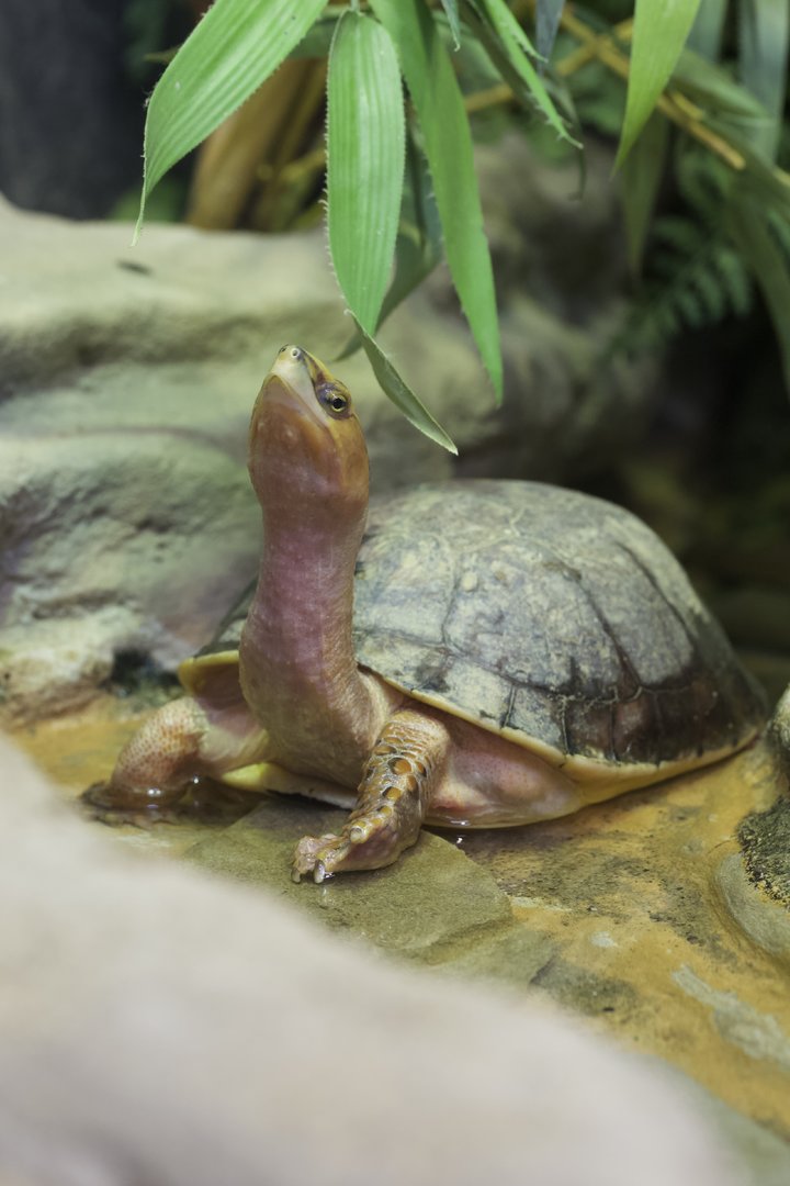 McCord's Box Turtle/ Cuora mccordi