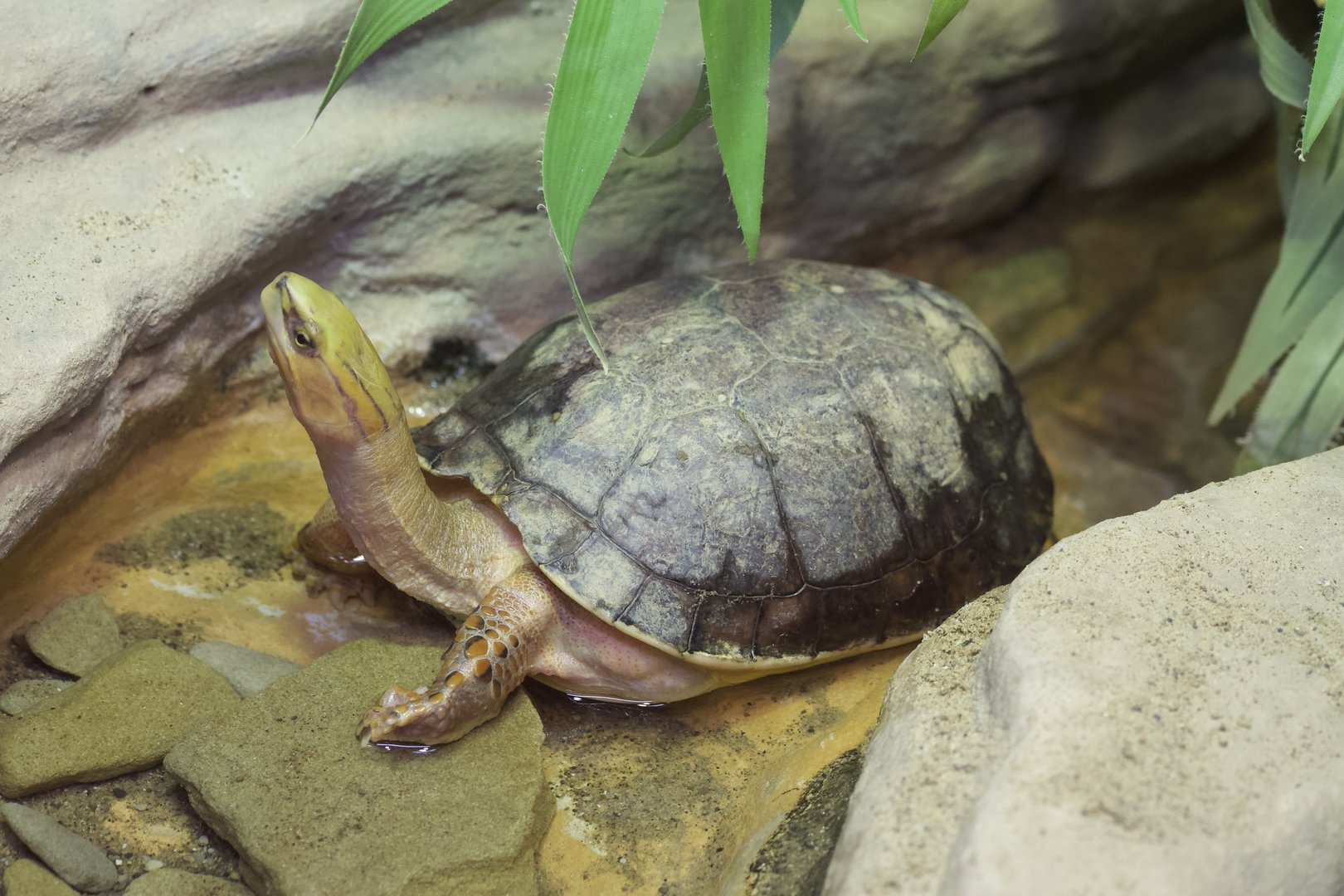 McCord's Box Turtle/ Cuora mccordi