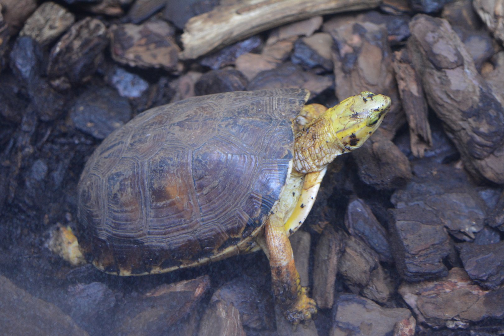 Mccord's Box Turtle Cuora mccordi