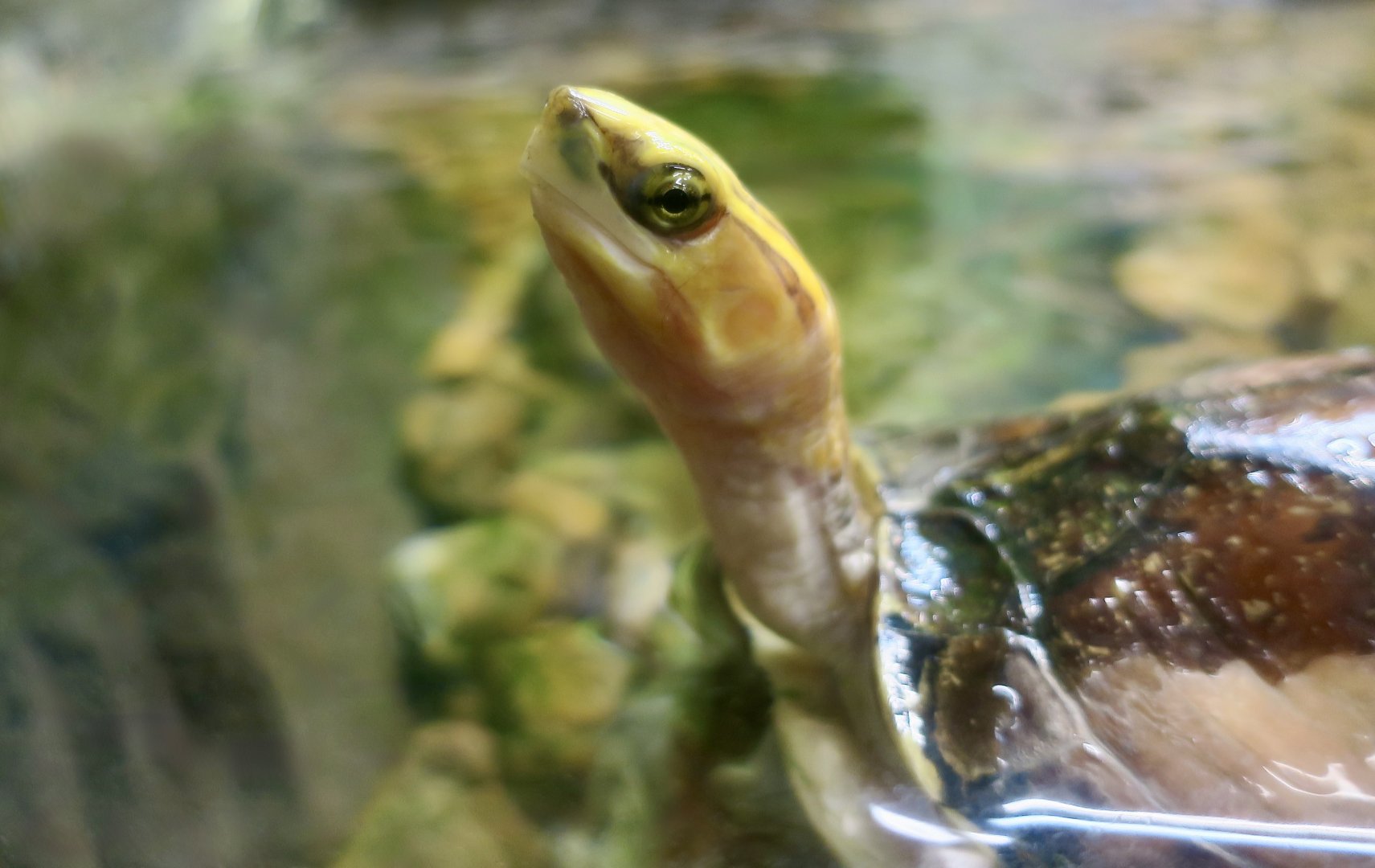 McCord's Box Turtle (Cuora mccordi)