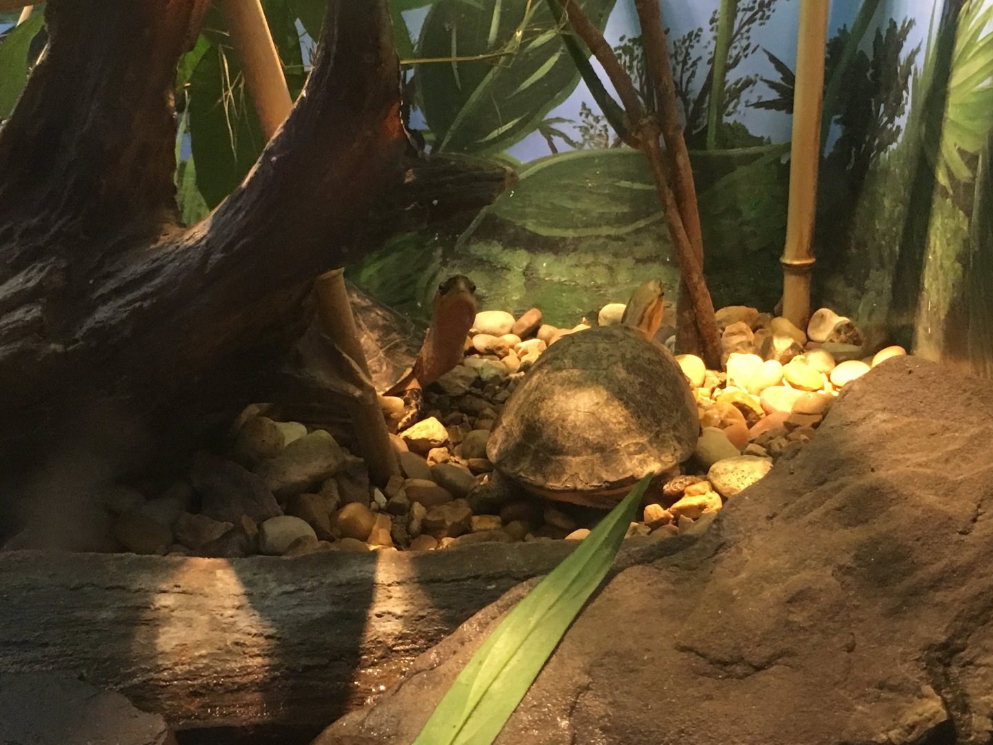 McCord's Box Turtle