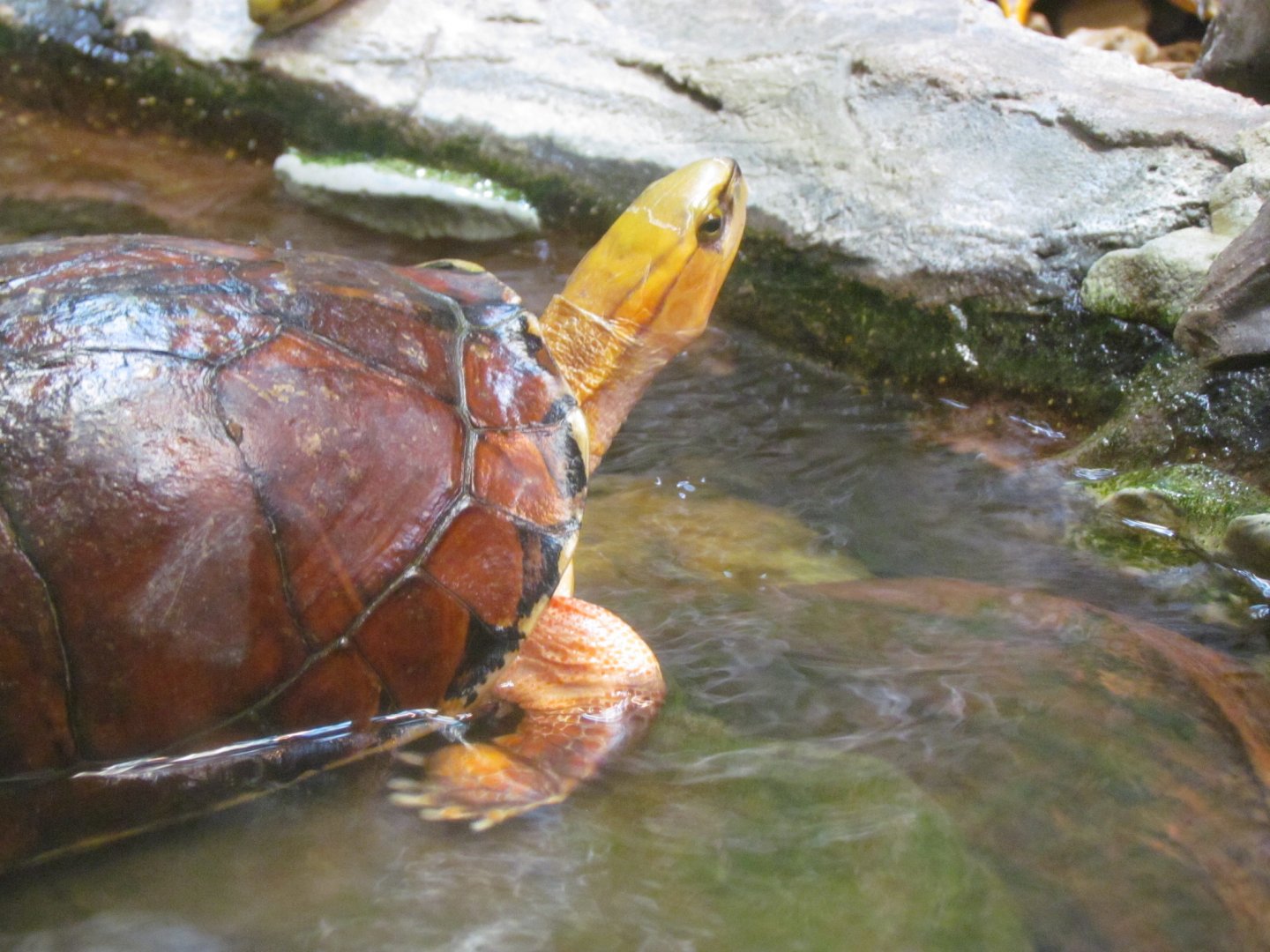 McCord’s Box Turtle