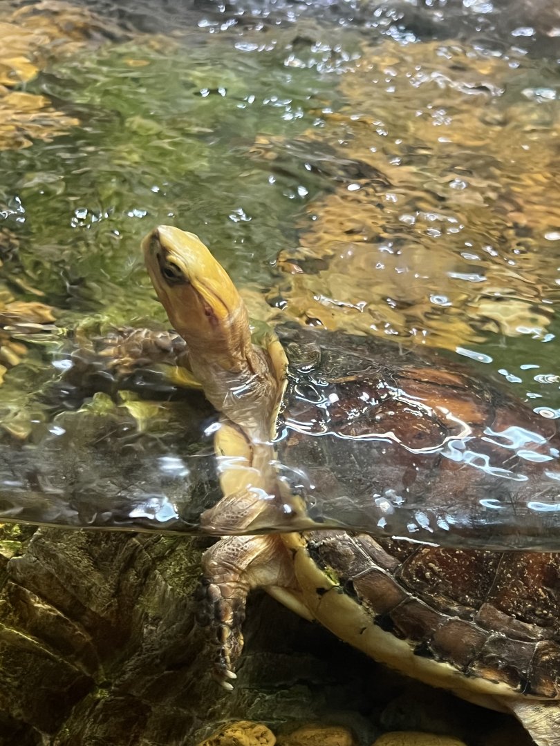 McCord’s Box Turtle