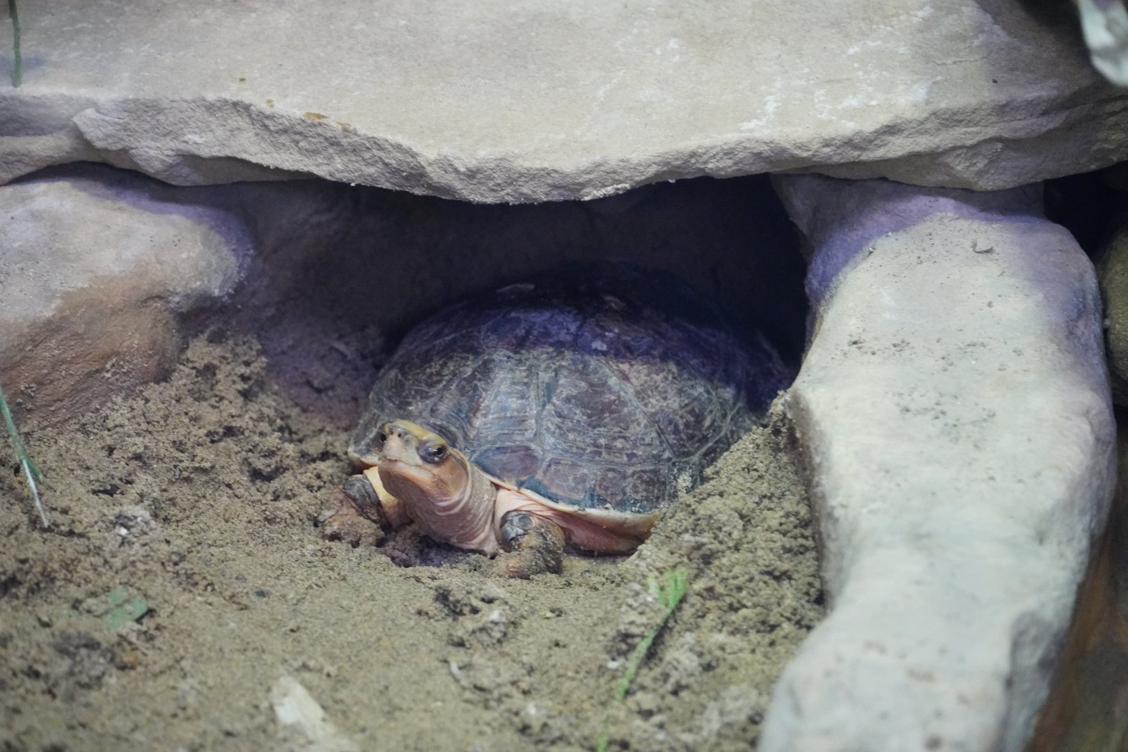 McCord's Box Turtle