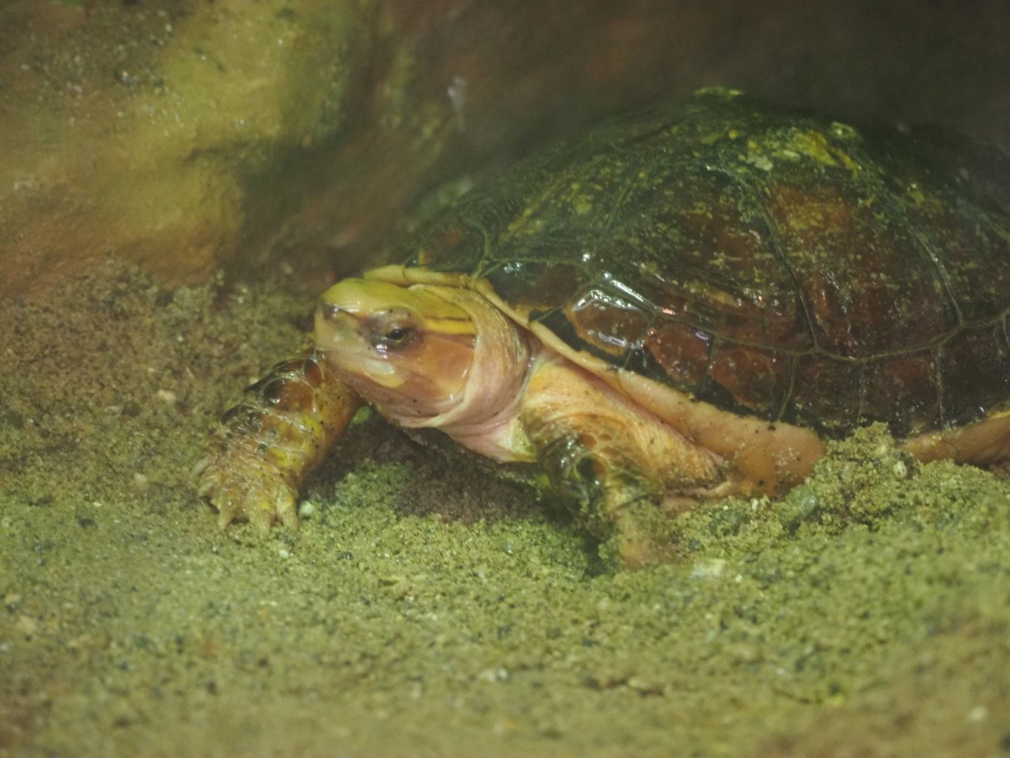 McCord's Box Turtle