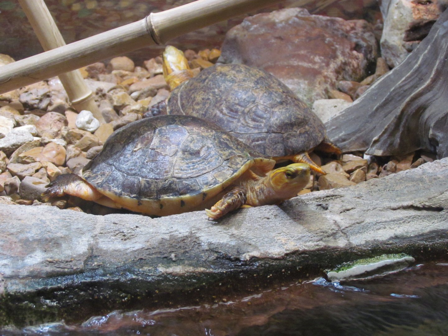 McCord’s Box Turtles