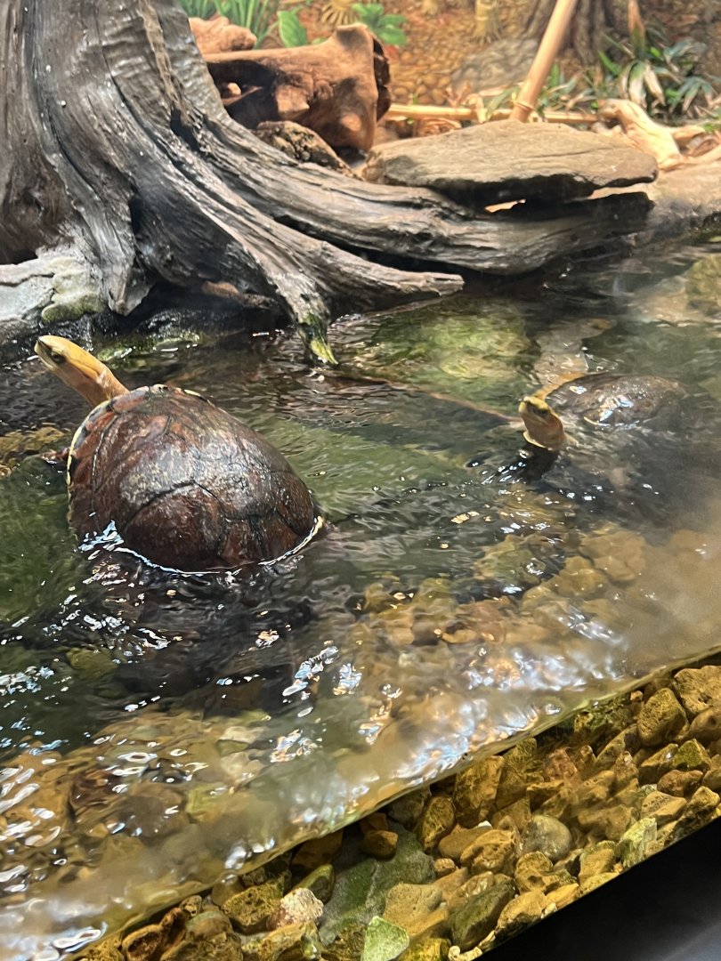 McCord’s Box Turtles