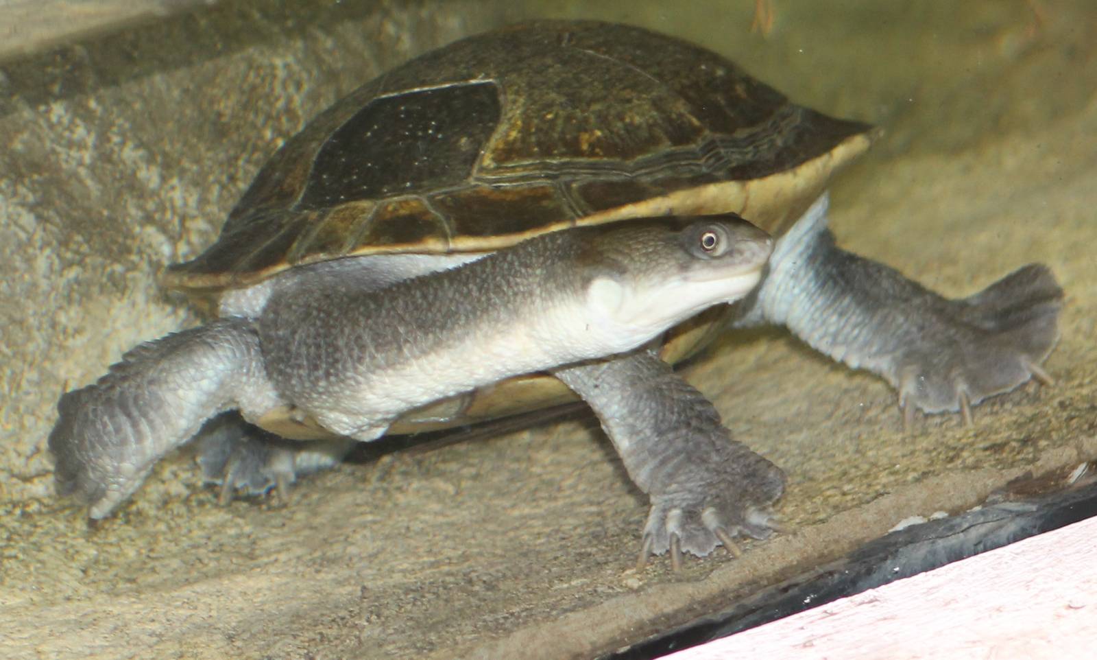 Mccord's or Roti Island snake-necked turtle