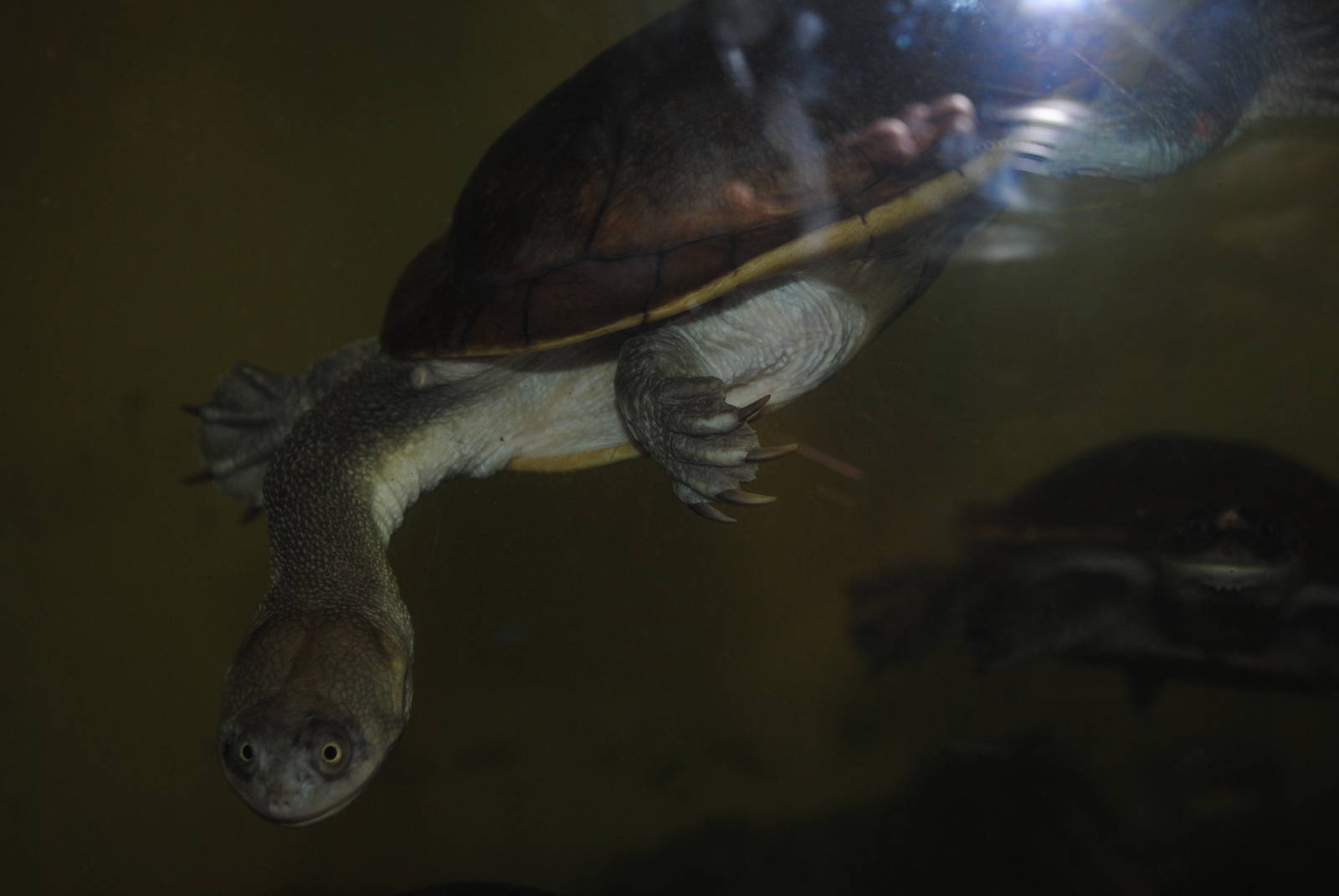 McCord's Snake-neck Turtle