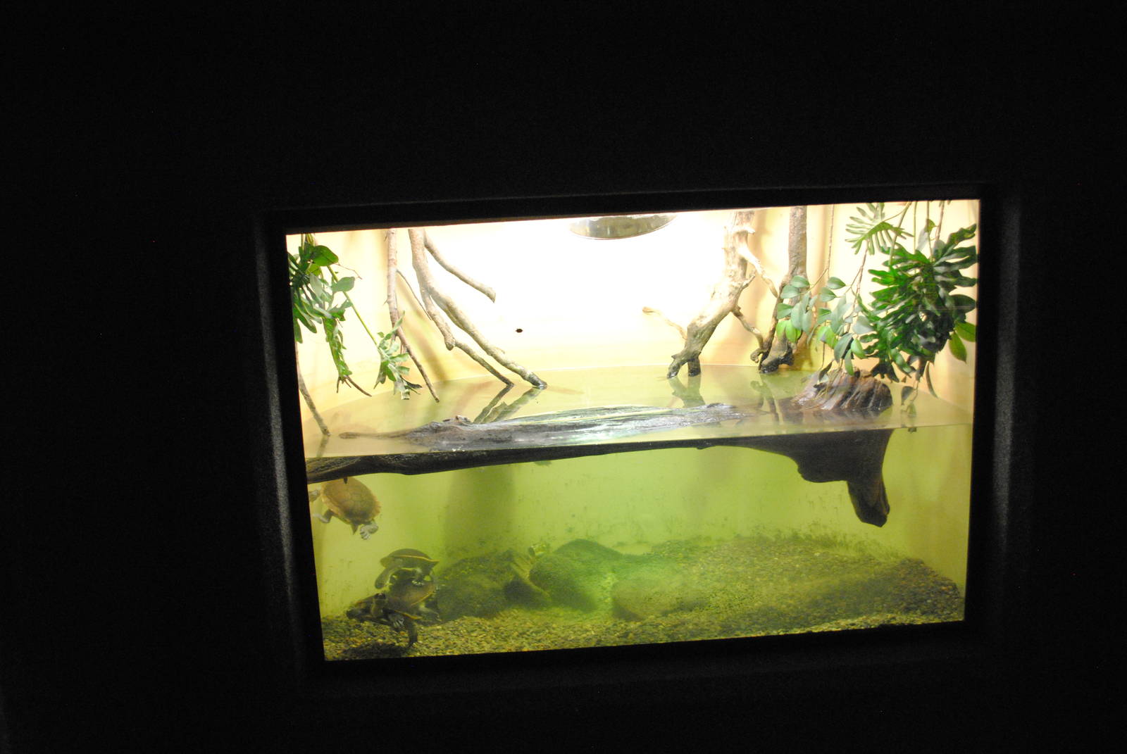 McCord's Snake-neck Turtles (Chelodina mccordi) Exhibit (Main Gallery)