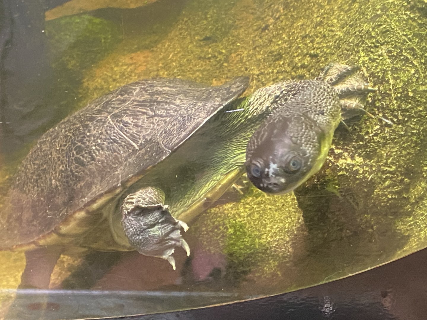 McCord’s snake-necked turtle 150725