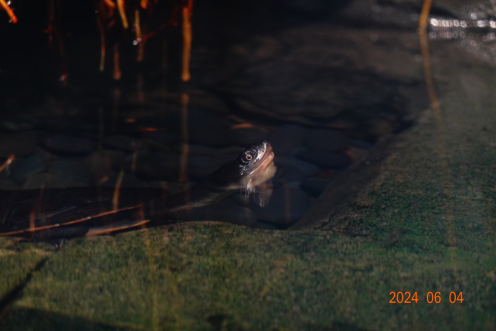 McCord's Snake-necked Turtle (Chelodina mccordi)