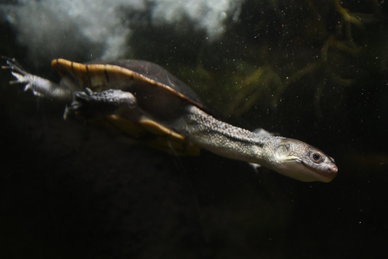 McCord's snake-necked turtle Chelodina mccordi