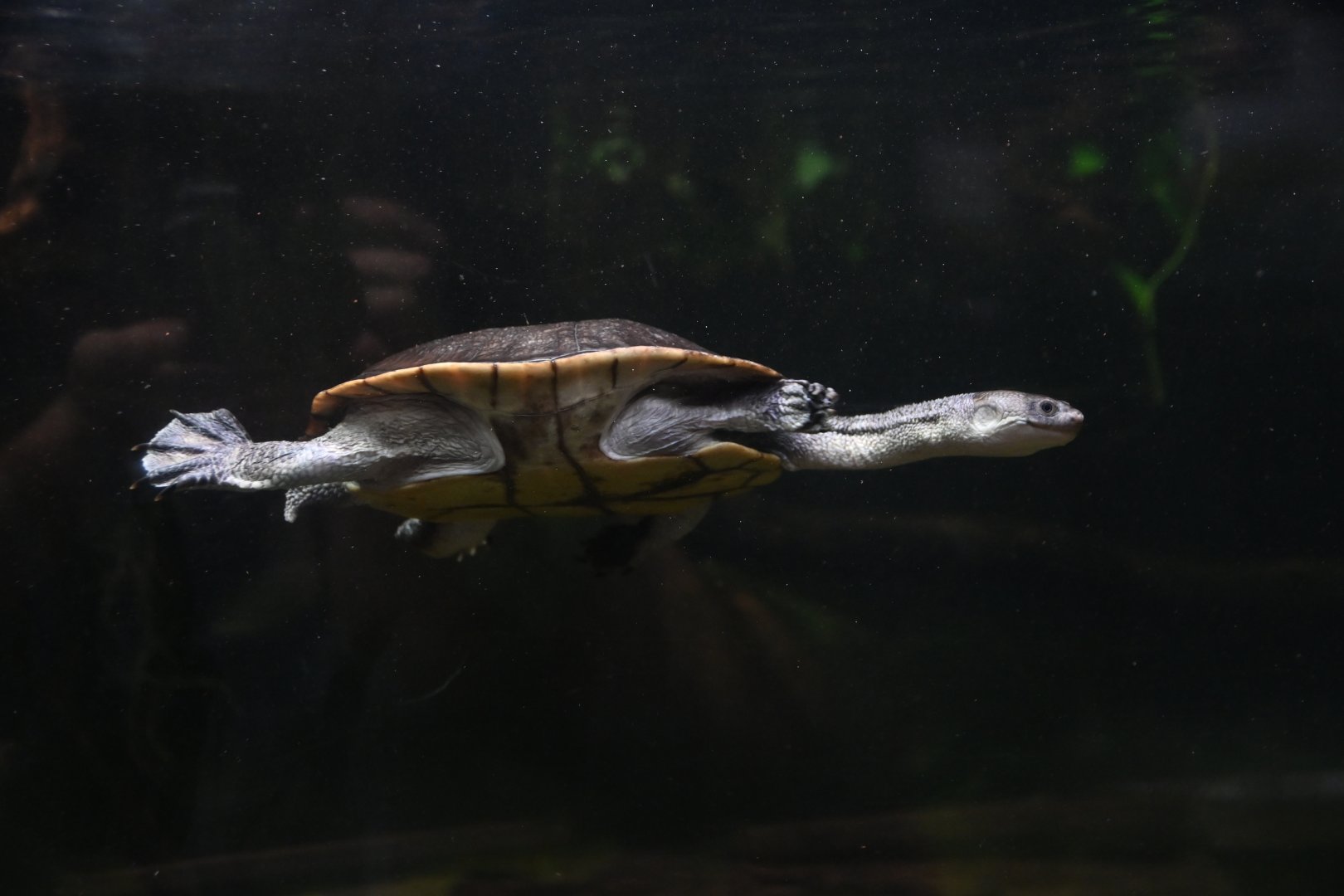 McCord's snake-necked turtle Chelodina mccordi