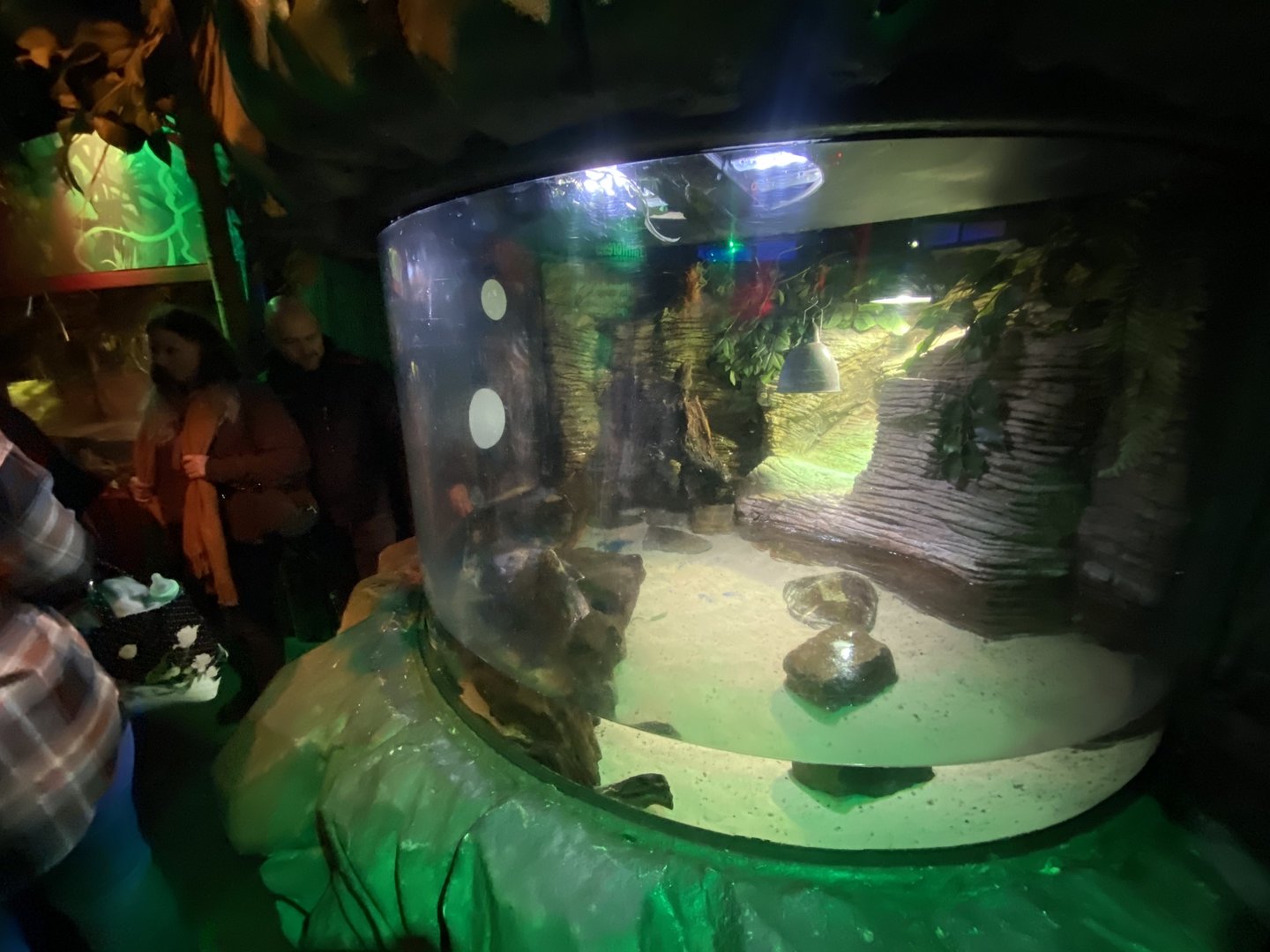 McCord’s snake-necked turtle exhibit 070123