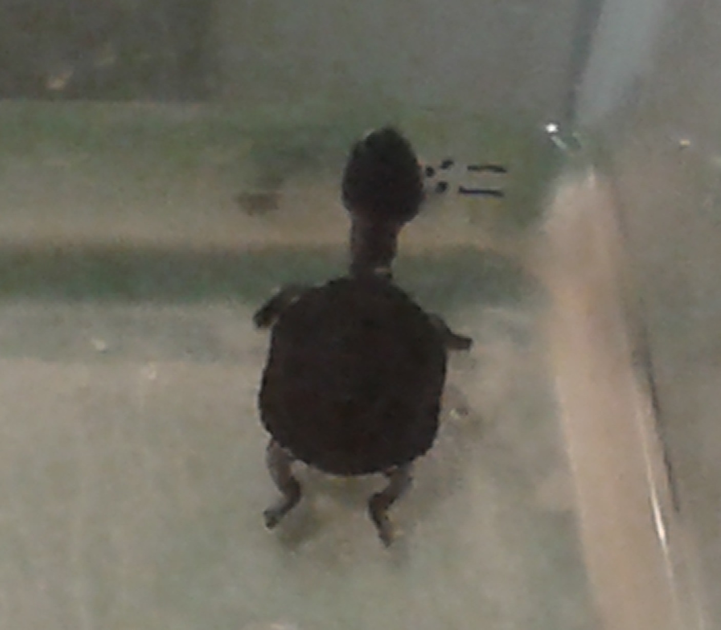 Mccord's snake-necked turtle