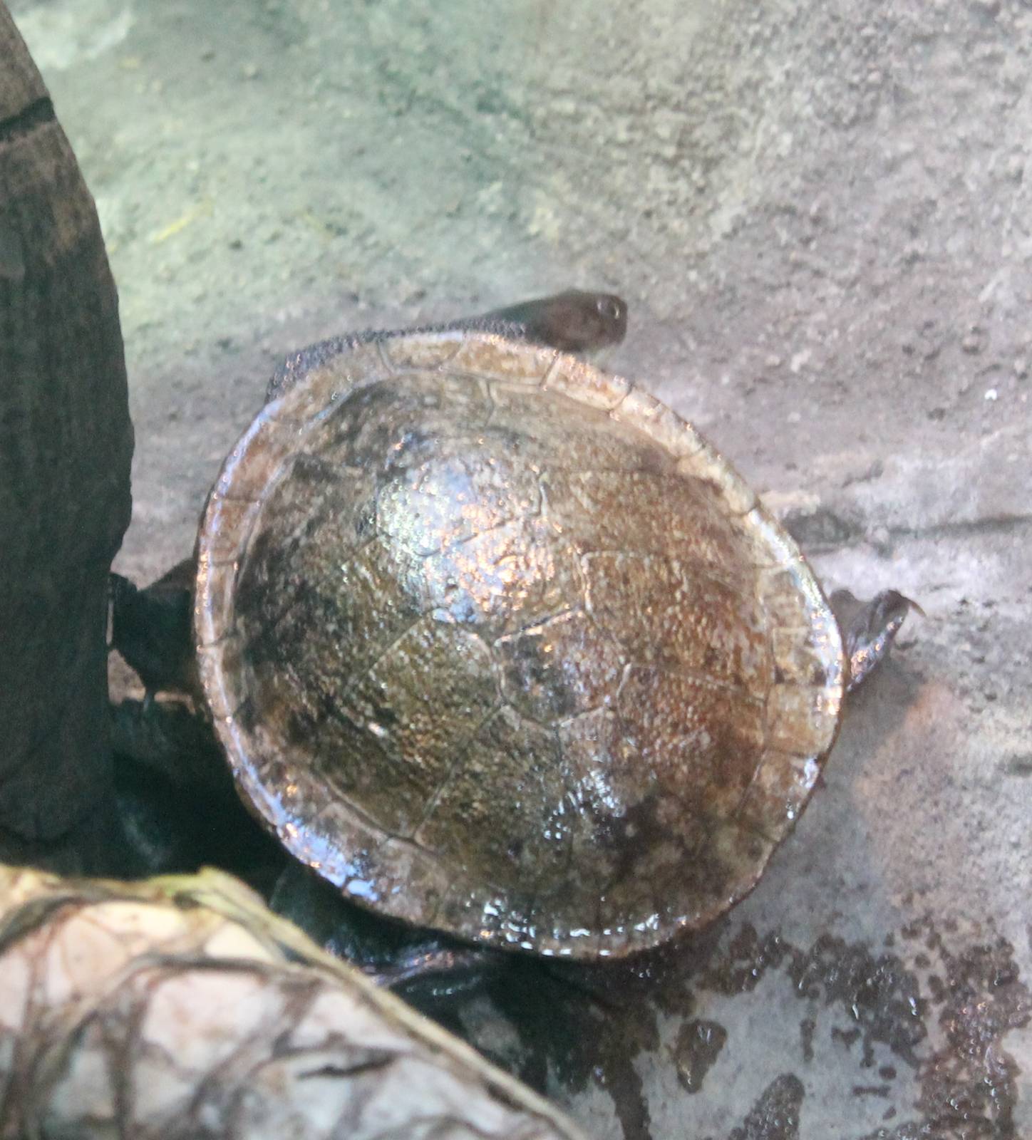 McCord's snake-necked turtle